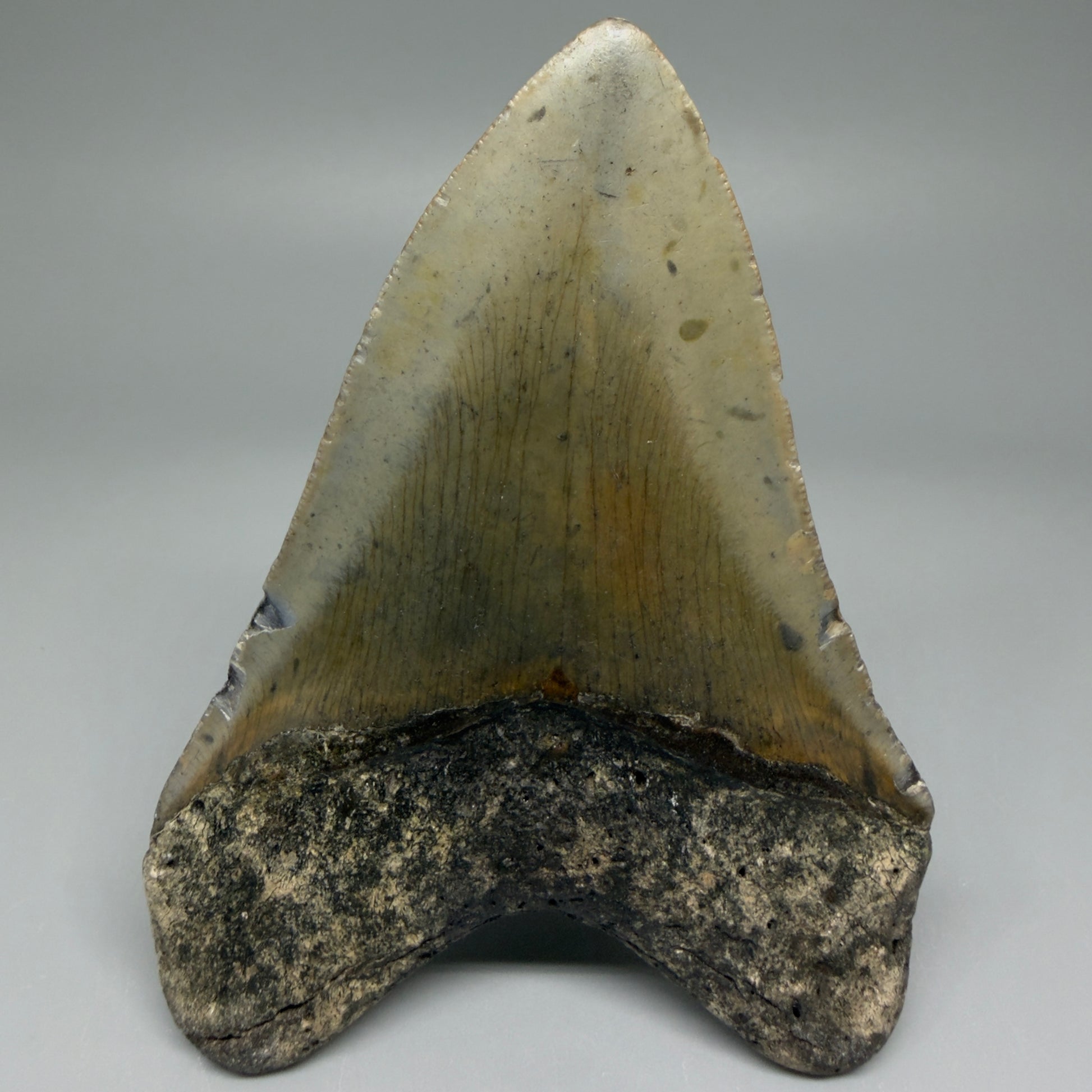 Back View Colorful 4.17" Authentic Megalodon Tooth – North Carolina Fossil | Carcharocles megalodon CM5474