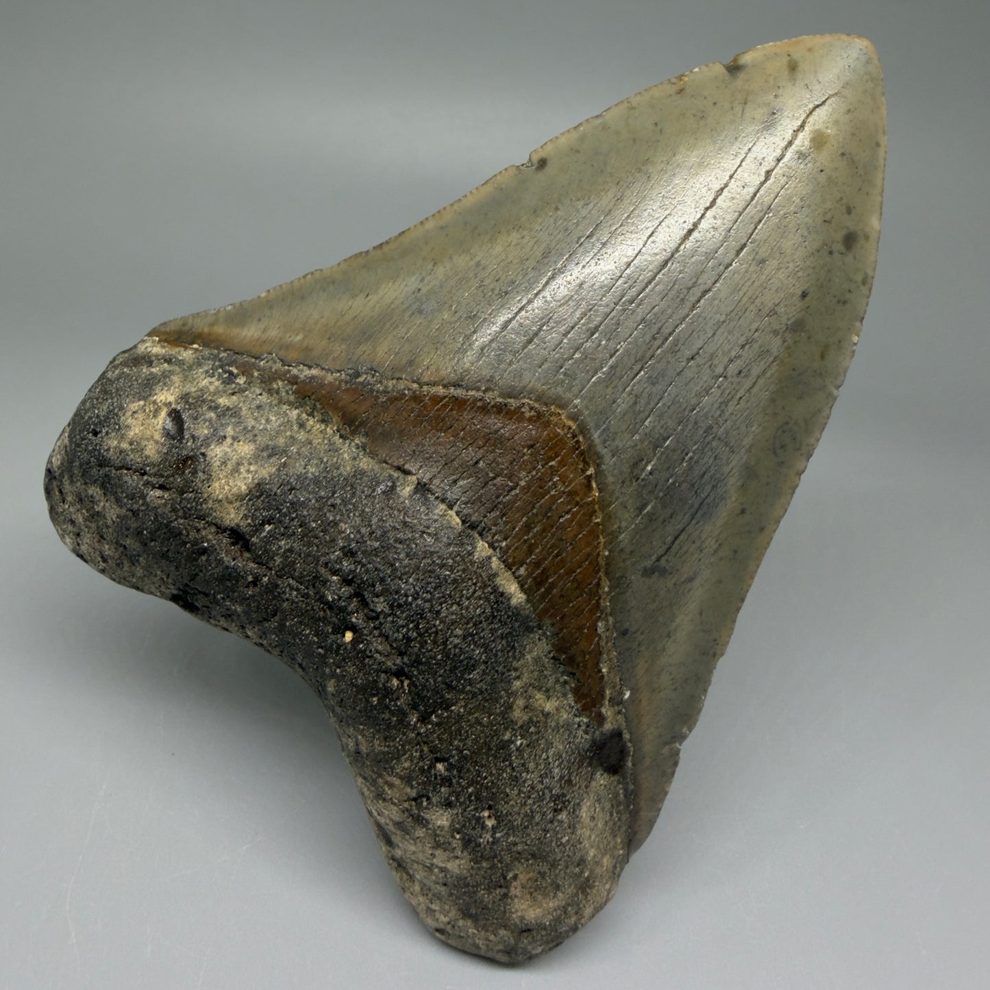 Front View Colorful 4.17" Authentic Megalodon Tooth – North Carolina Fossil | Carcharocles megalodon CM5474 - 2