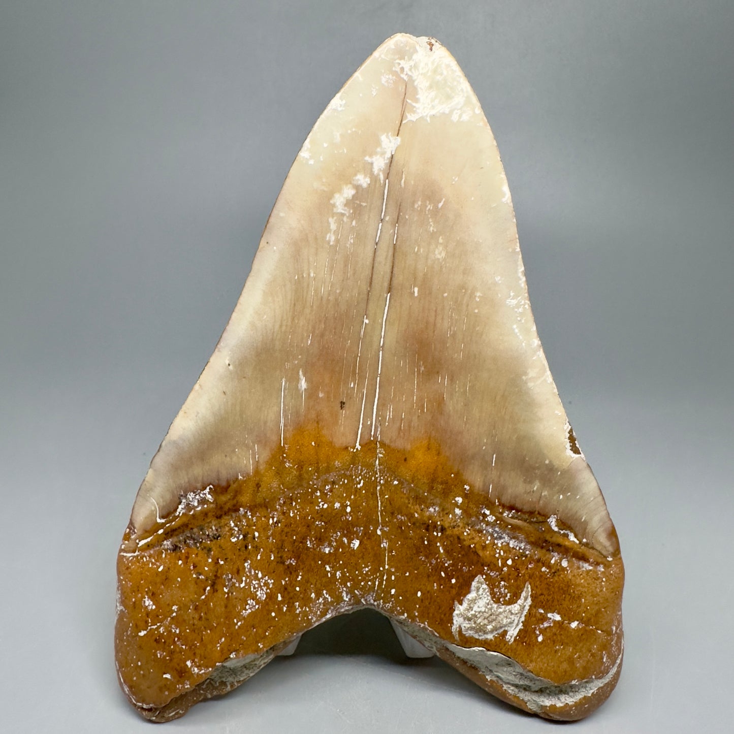 Colorful Large 5.45" Fossil Megalodon Shark Tooth - Baja, California CM5039 - Back
