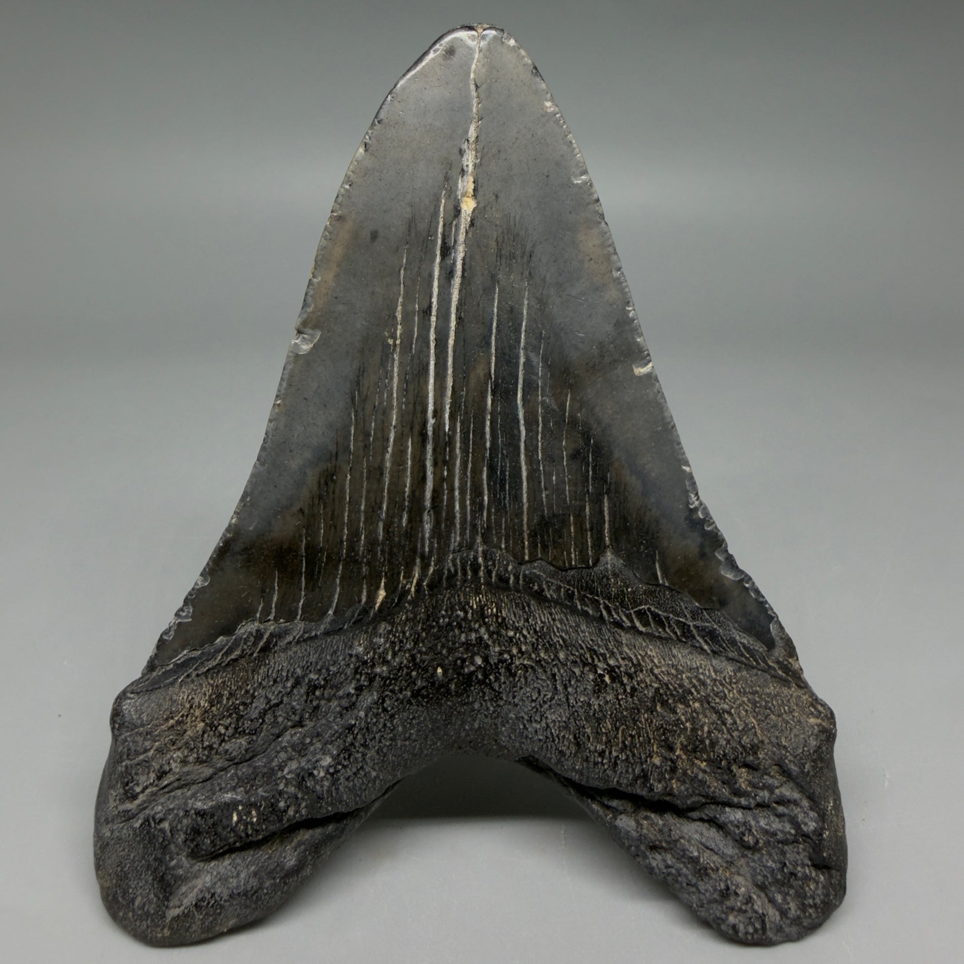 Back View Nice Looking, colorful 4.33" Megalodon Tooth from South Carolina CM6420