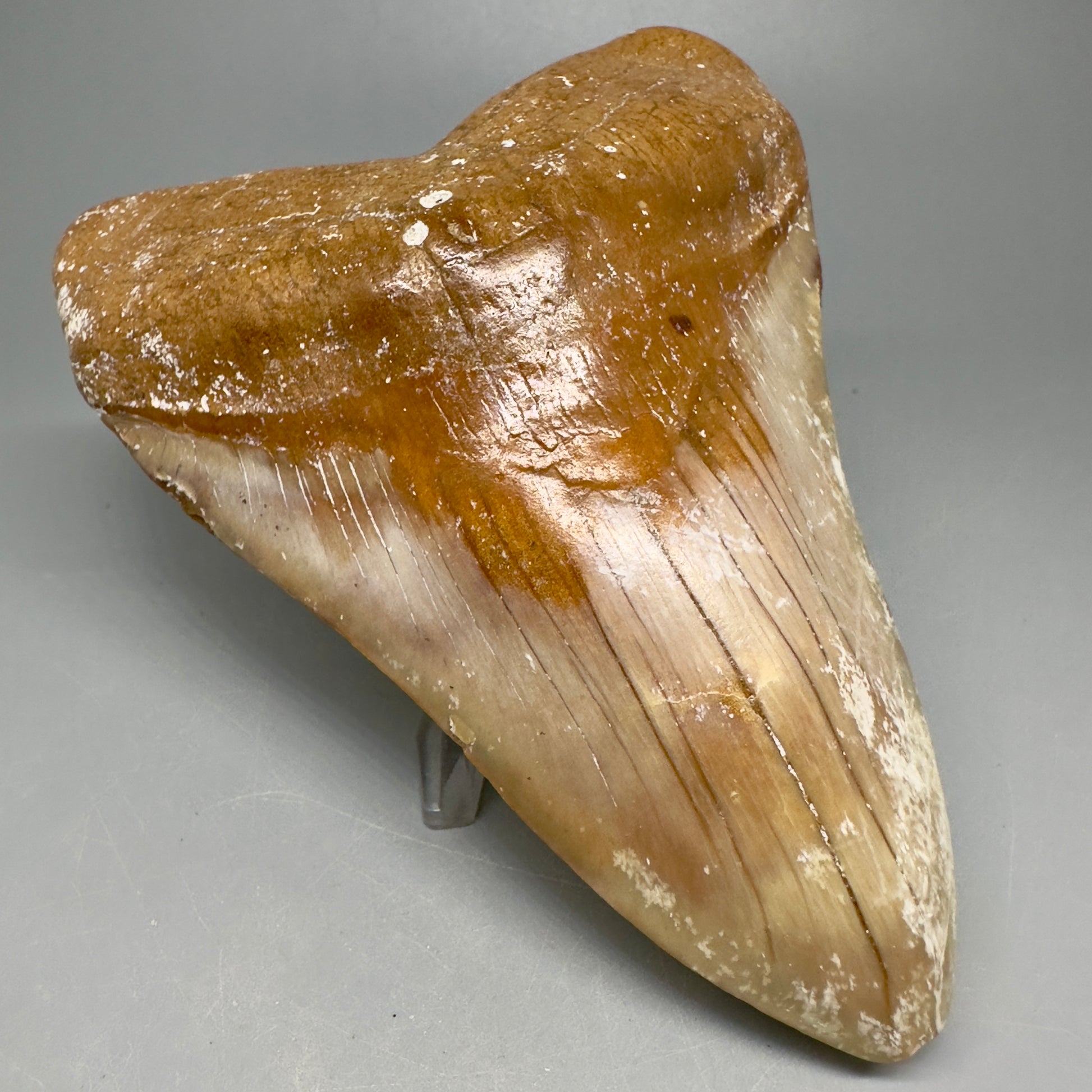 Colorful Large 5.45" Fossil Megalodon Shark Tooth - Baja, California CM5039 - Front Left