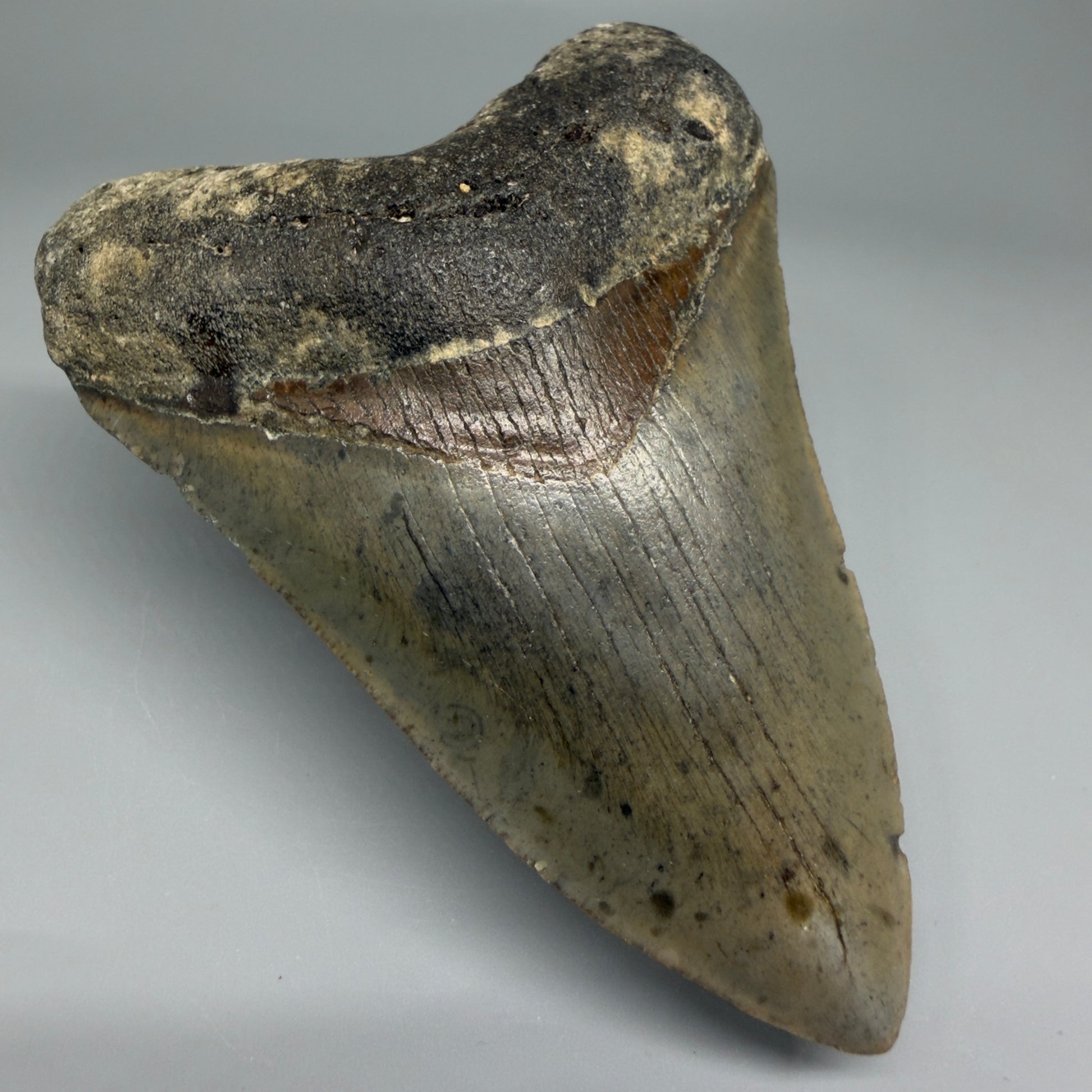Front Left View Colorful 4.17" Authentic Megalodon Tooth – North Carolina Fossil | Carcharocles megalodon CM5474