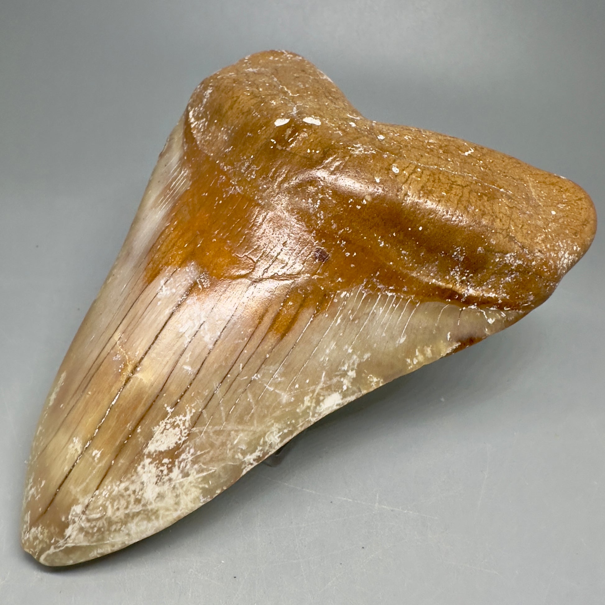Colorful Large 5.45" Fossil Megalodon Shark Tooth - Baja, California CM5039 - Front Right