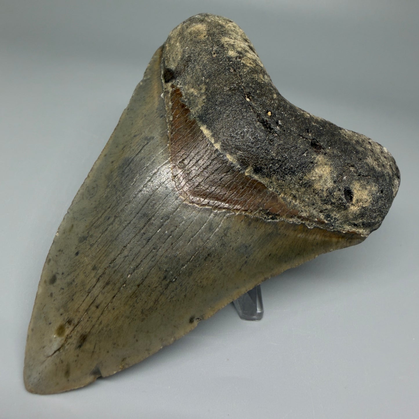 Front Right View Colorful 4.17" Authentic Megalodon Tooth – North Carolina Fossil | Carcharocles megalodon CM5474