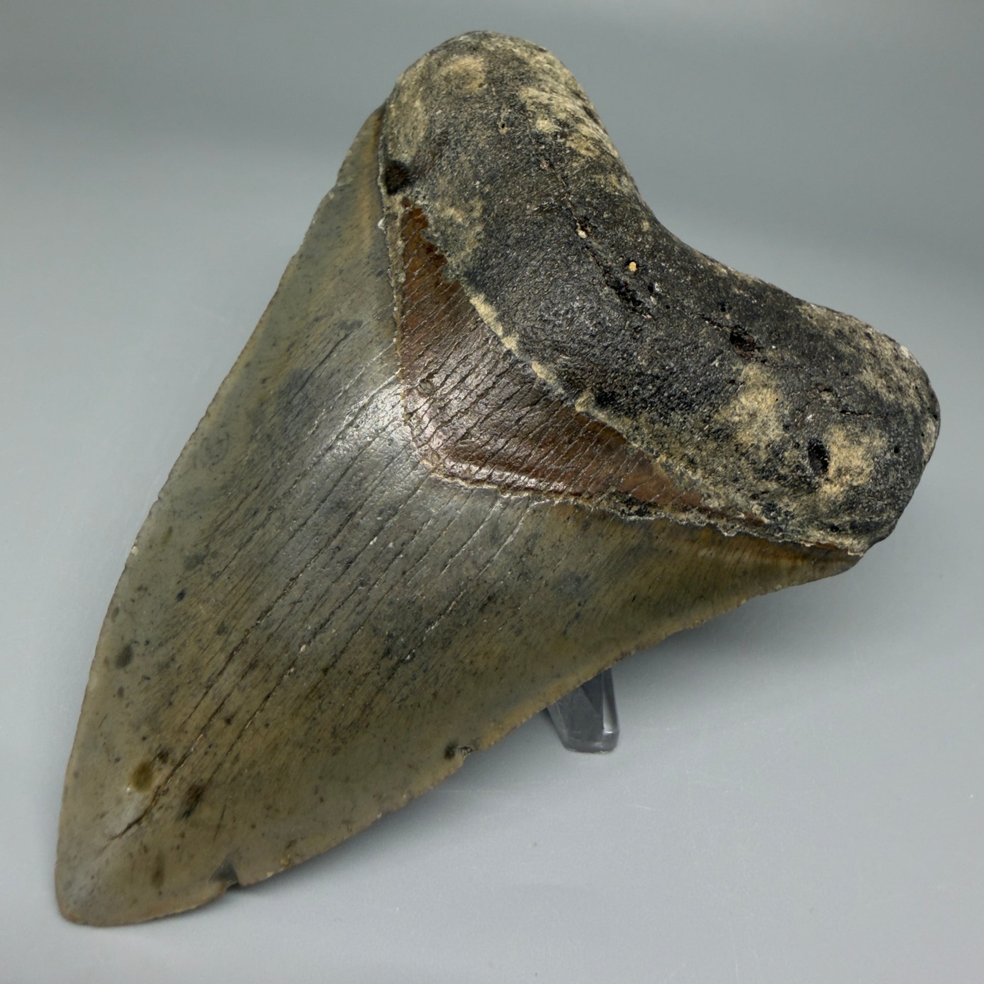 Front Right View Colorful 4.17" Authentic Megalodon Tooth – North Carolina Fossil | Carcharocles megalodon CM5474