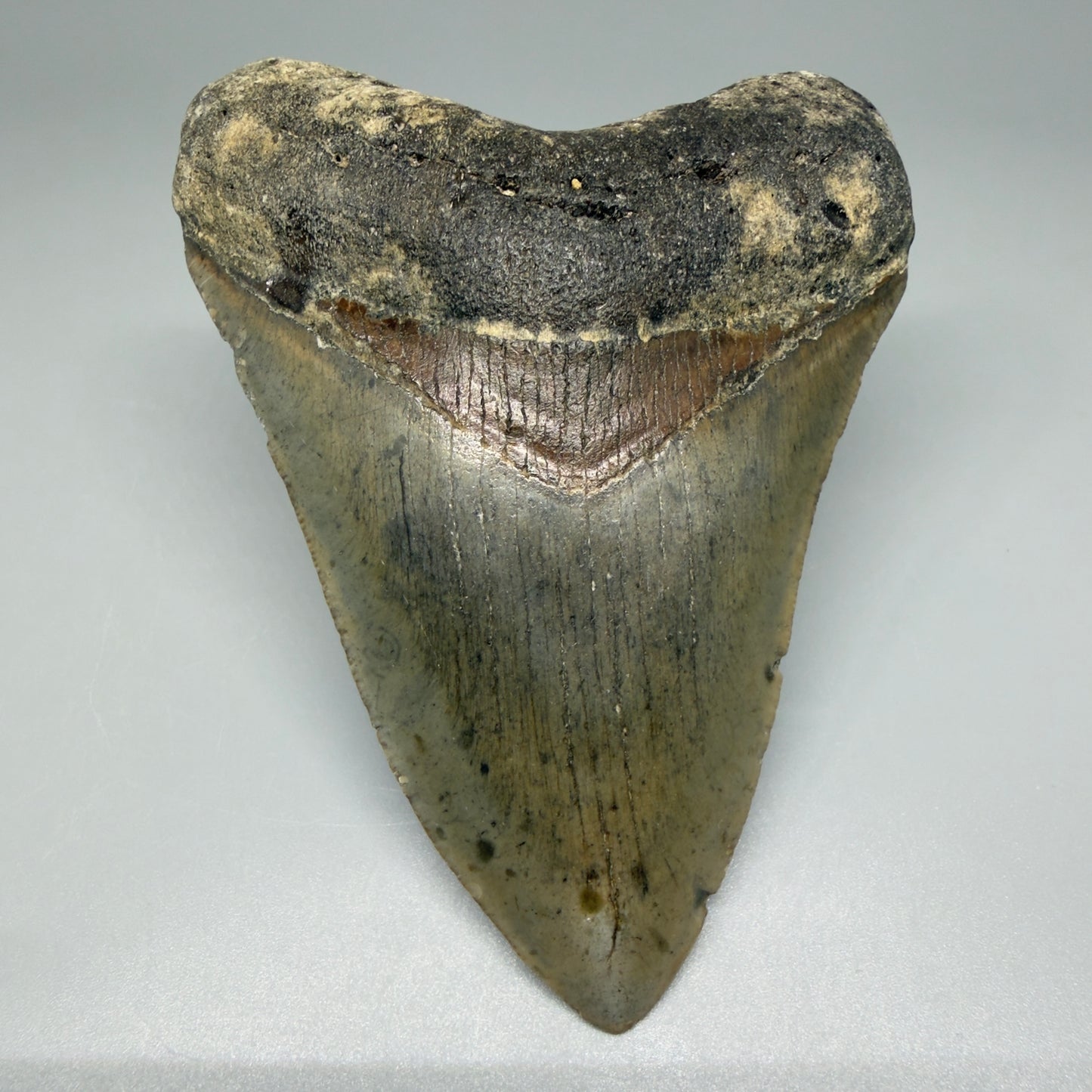 Front View Colorful 4.17" Authentic Megalodon Tooth – North Carolina Fossil | Carcharocles megalodon CM5474 - 1