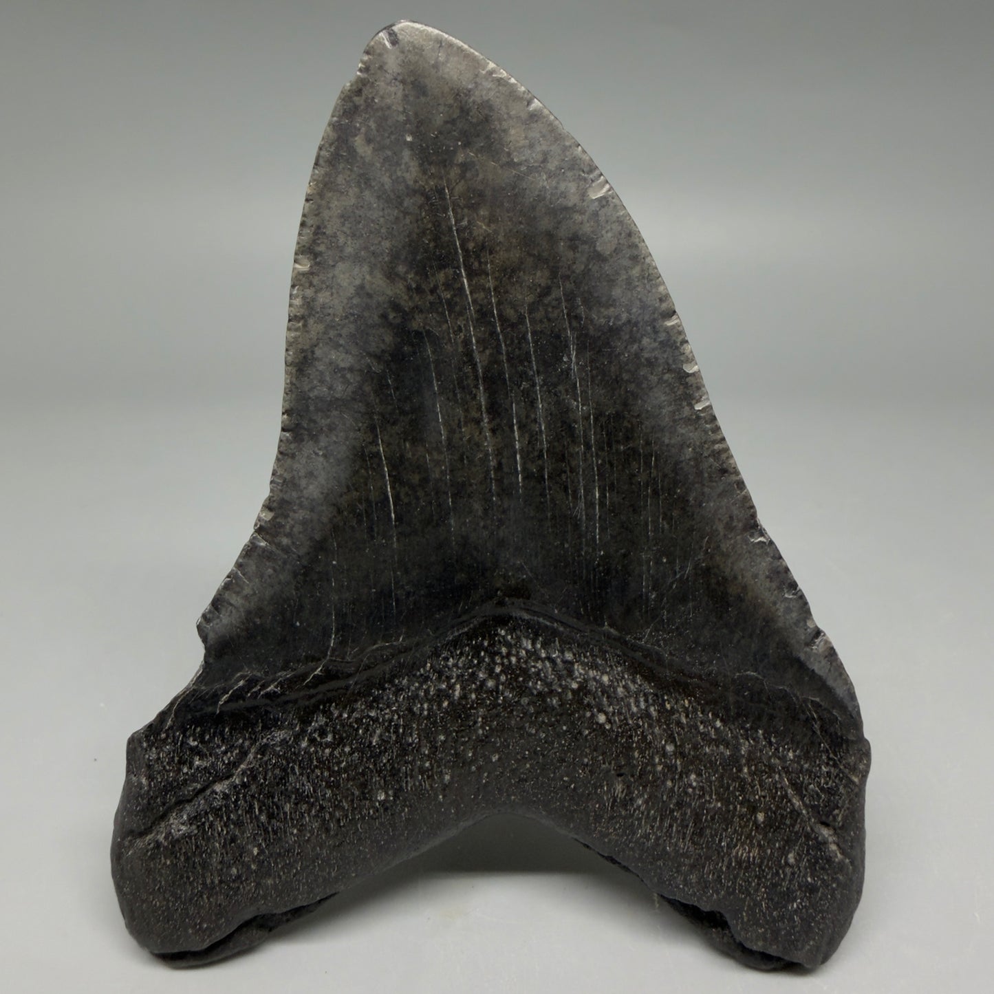 Back View Nice Looking, colorful 4.14" Megalodon Tooth from South Carolina CM6416