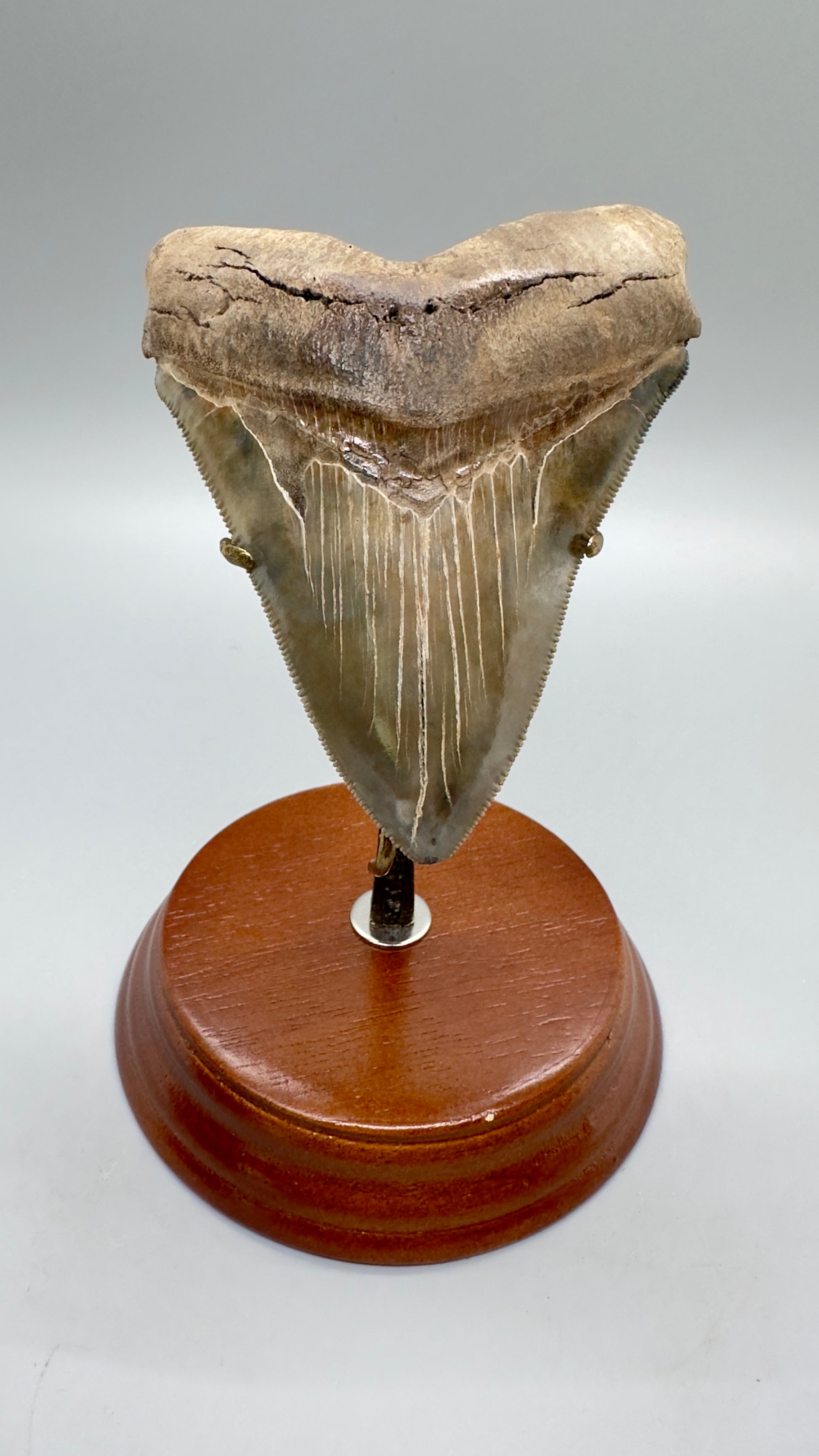 Fossil Megalodon Tooth Stand For Small and Medium Teeth under 4.5" long - Front with Megalodon tooth for sample (not included)