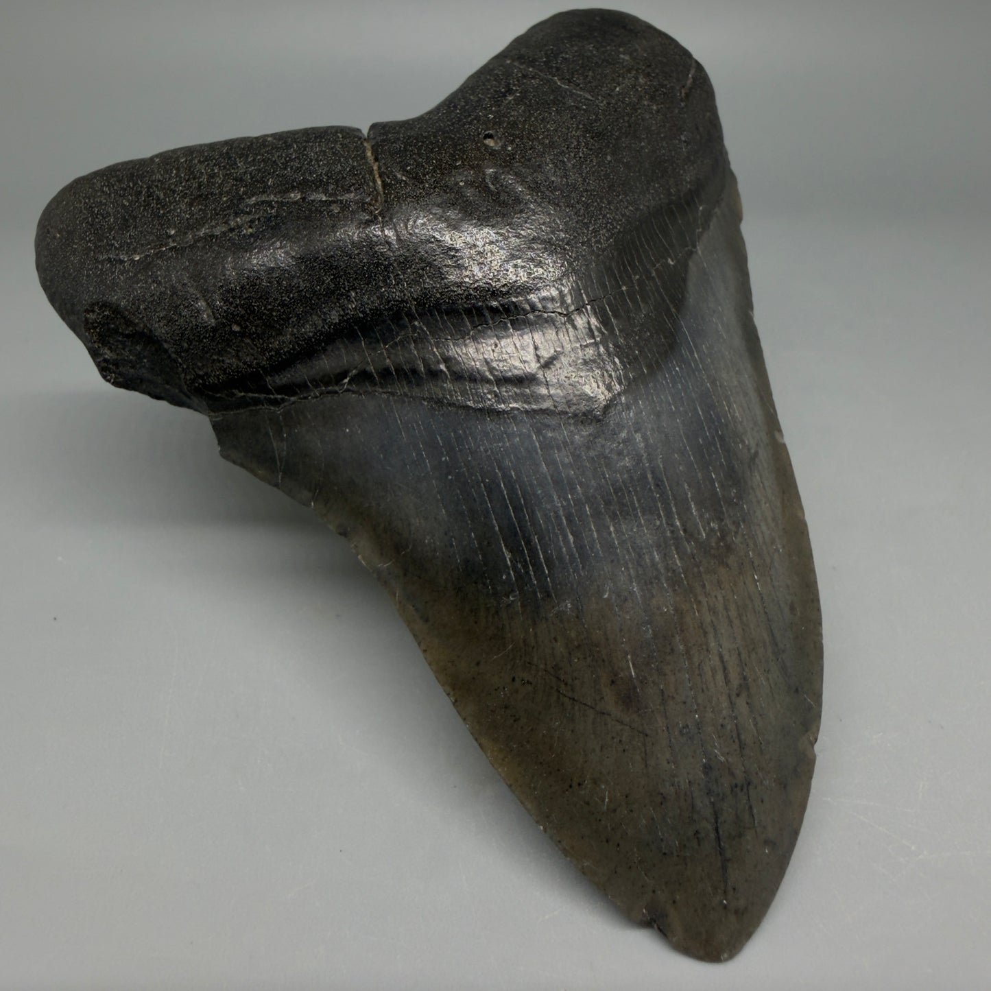Front Left View Nice Looking, colorful 4.14" Megalodon Tooth from South Carolina CM6416