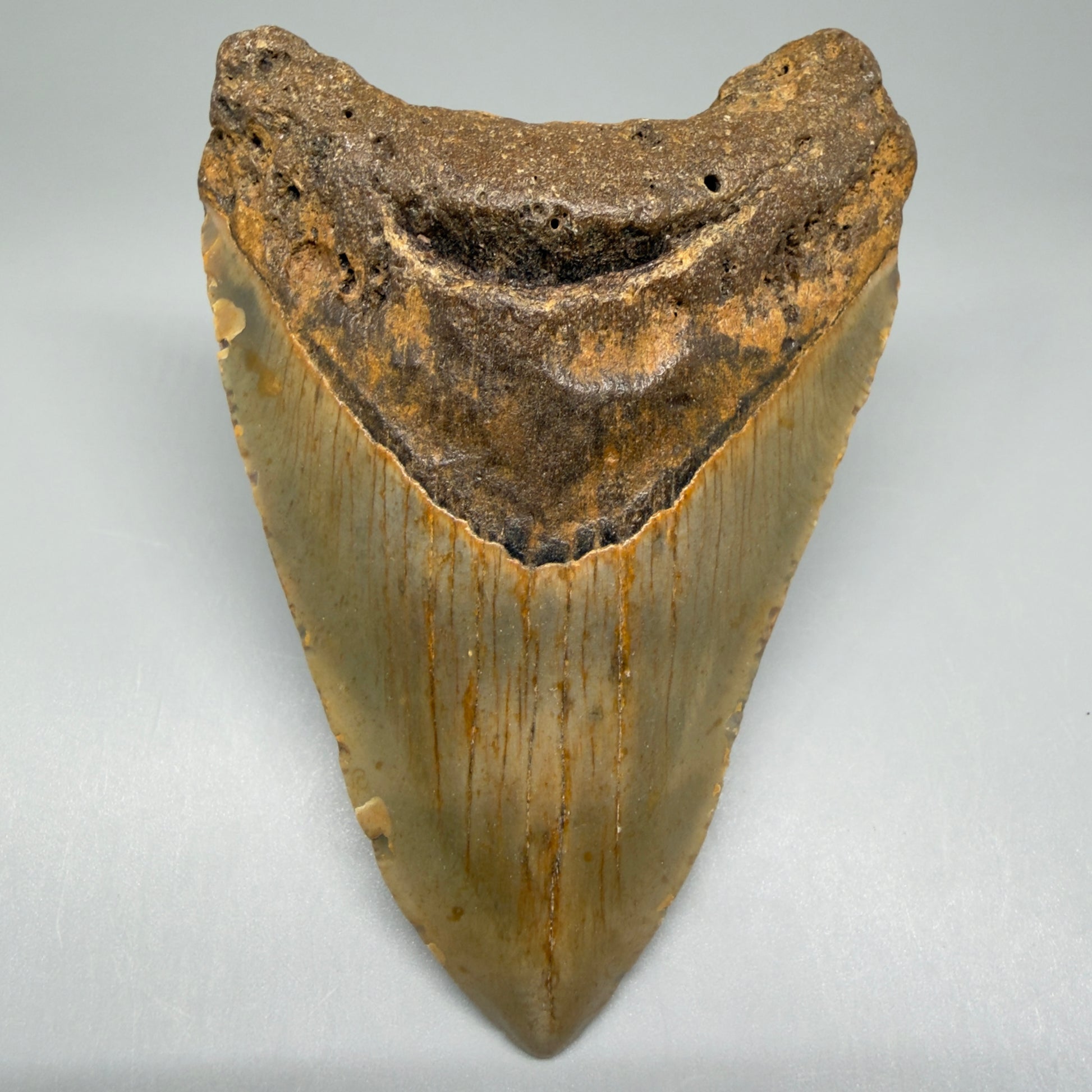 Front View Colorful 4.07" Authentic Megalodon Tooth – North Carolina Fossil | Carcharocles megalodon CM5468 - 1