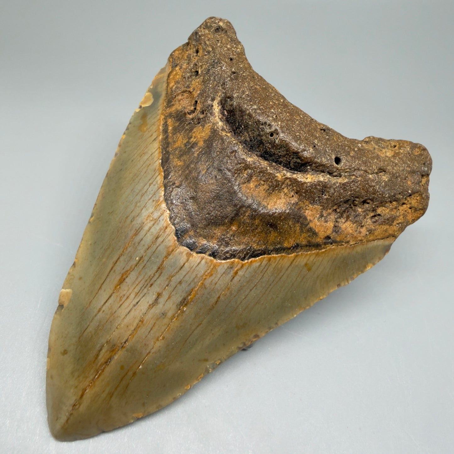 Front Right View Colorful 4.07" Authentic Megalodon Tooth – North Carolina Fossil | Carcharocles megalodon CM5468 