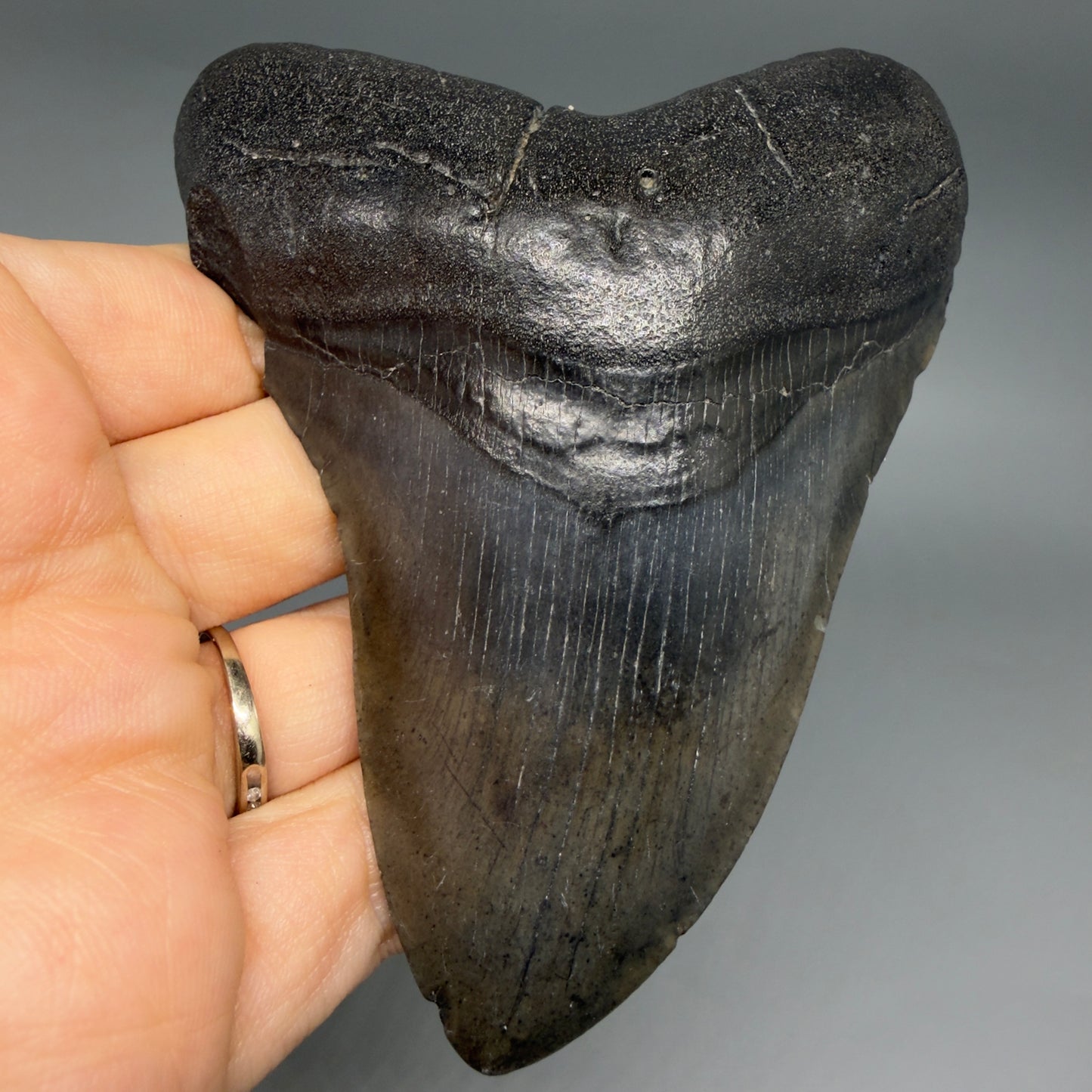 Front View Nice Looking, colorful 4.14" Megalodon Tooth from South Carolina CM6416 - 1