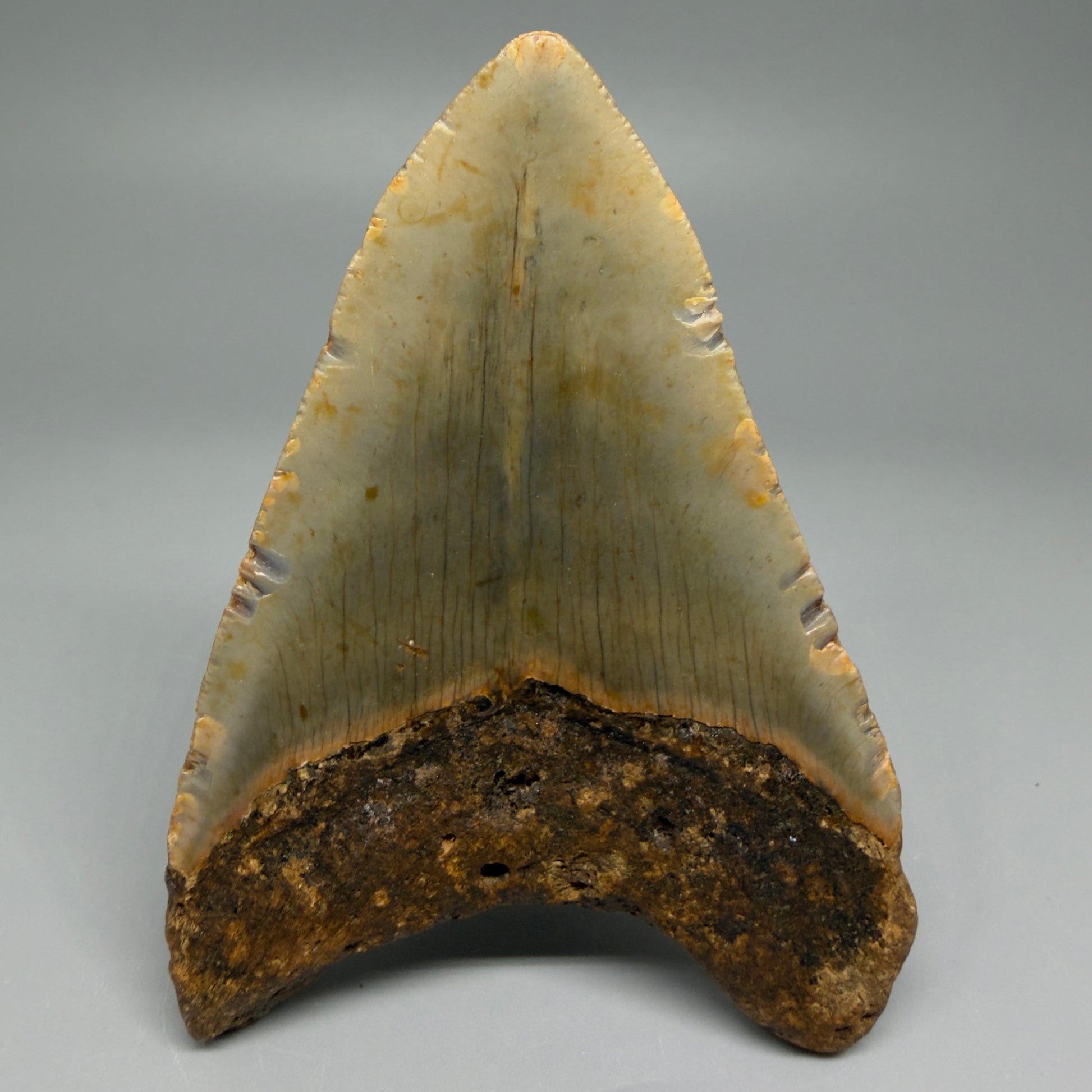 Back View Colorful 4.07" Authentic Megalodon Tooth – North Carolina Fossil | Carcharocles megalodon CM5468 