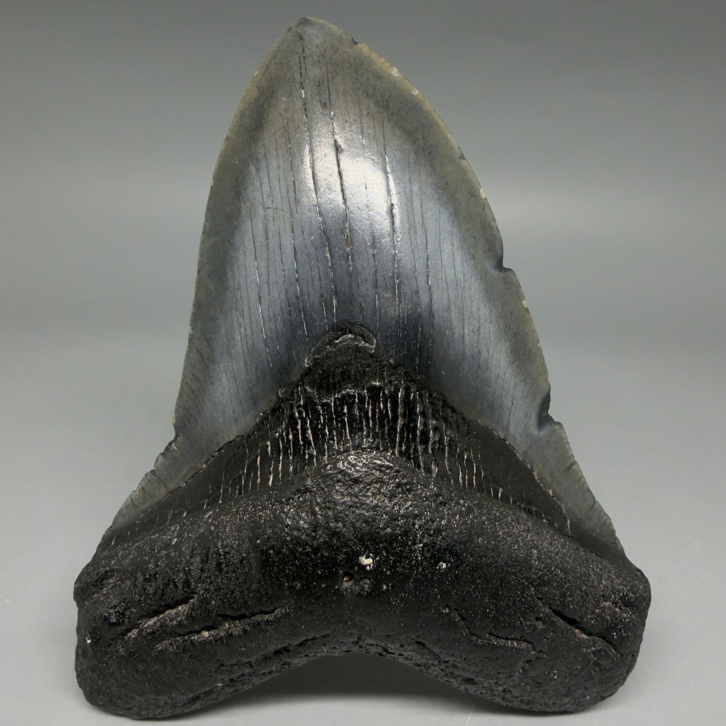 Front View Nice Looking 4.41" Megalodon Tooth from South Carolina CM6418 - 1