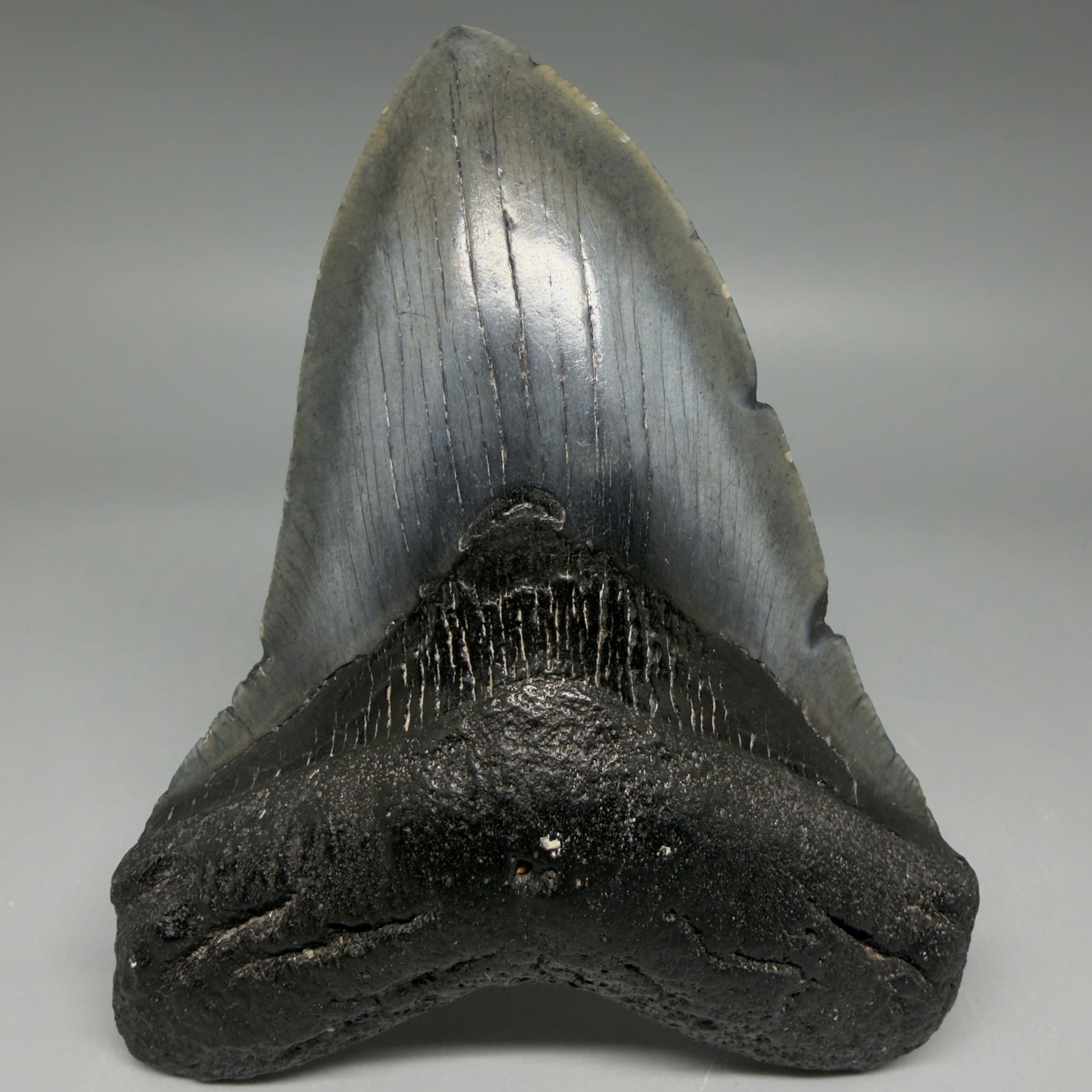 Front View Nice Looking 4.41" Megalodon Tooth from South Carolina CM6418 - 1