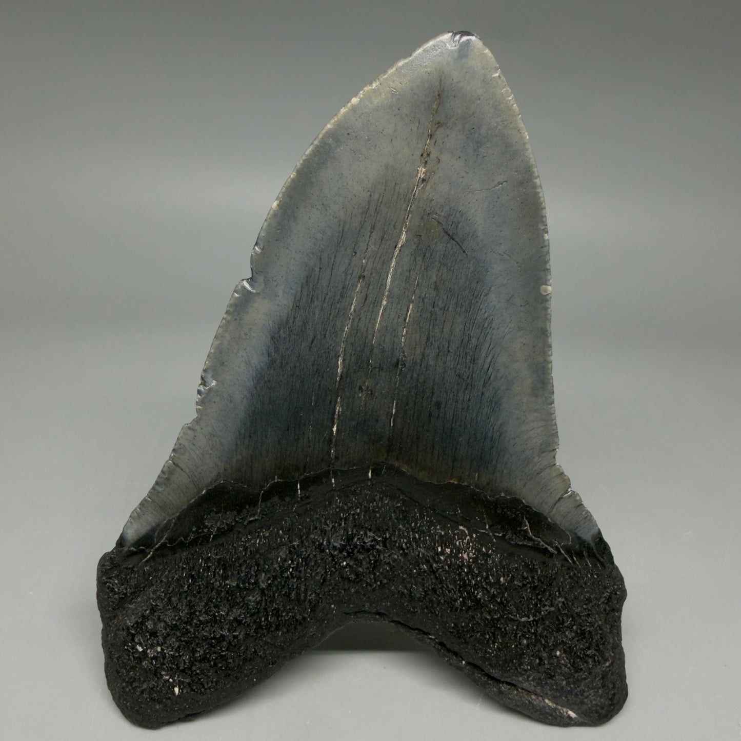 Back View Nice Looking 4.41" Megalodon Tooth from South Carolina CM6418