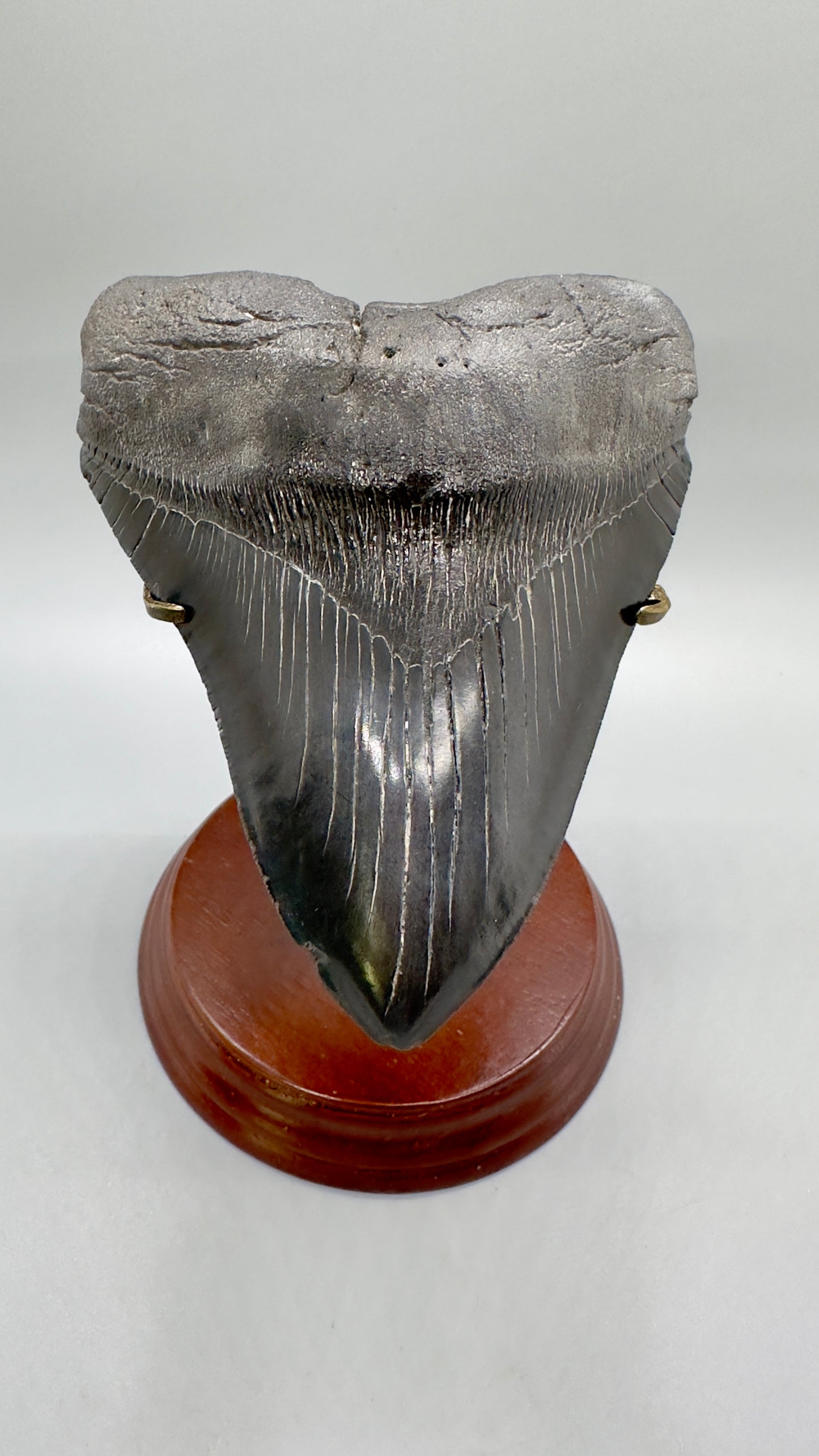 Premium Megalodon Tooth Stand for 4.5" - 7" Teeth | Metal & Wood Display - Front with Megalodon Tooth
