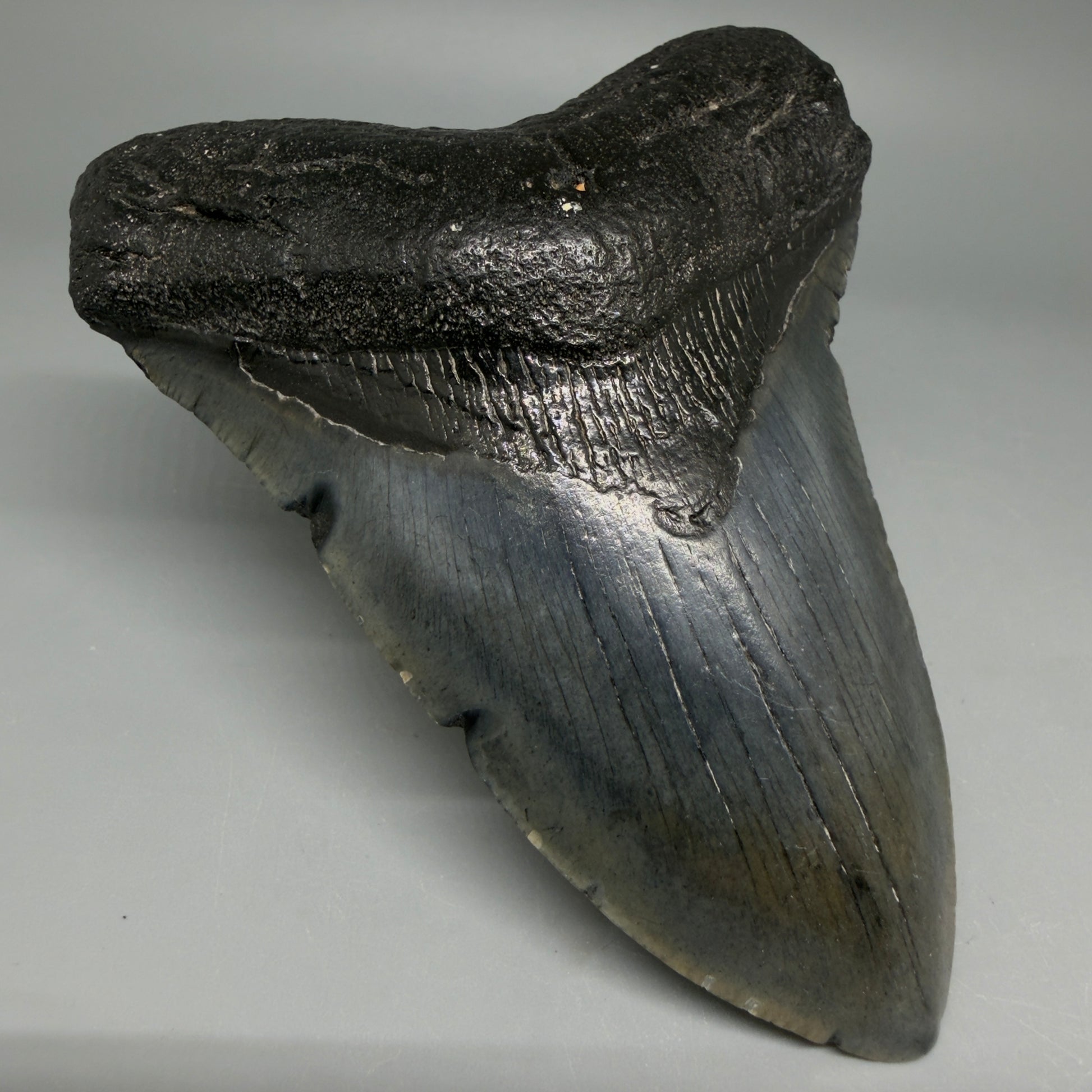Front Left View Nice Looking 4.41" Megalodon Tooth from South Carolina CM6418