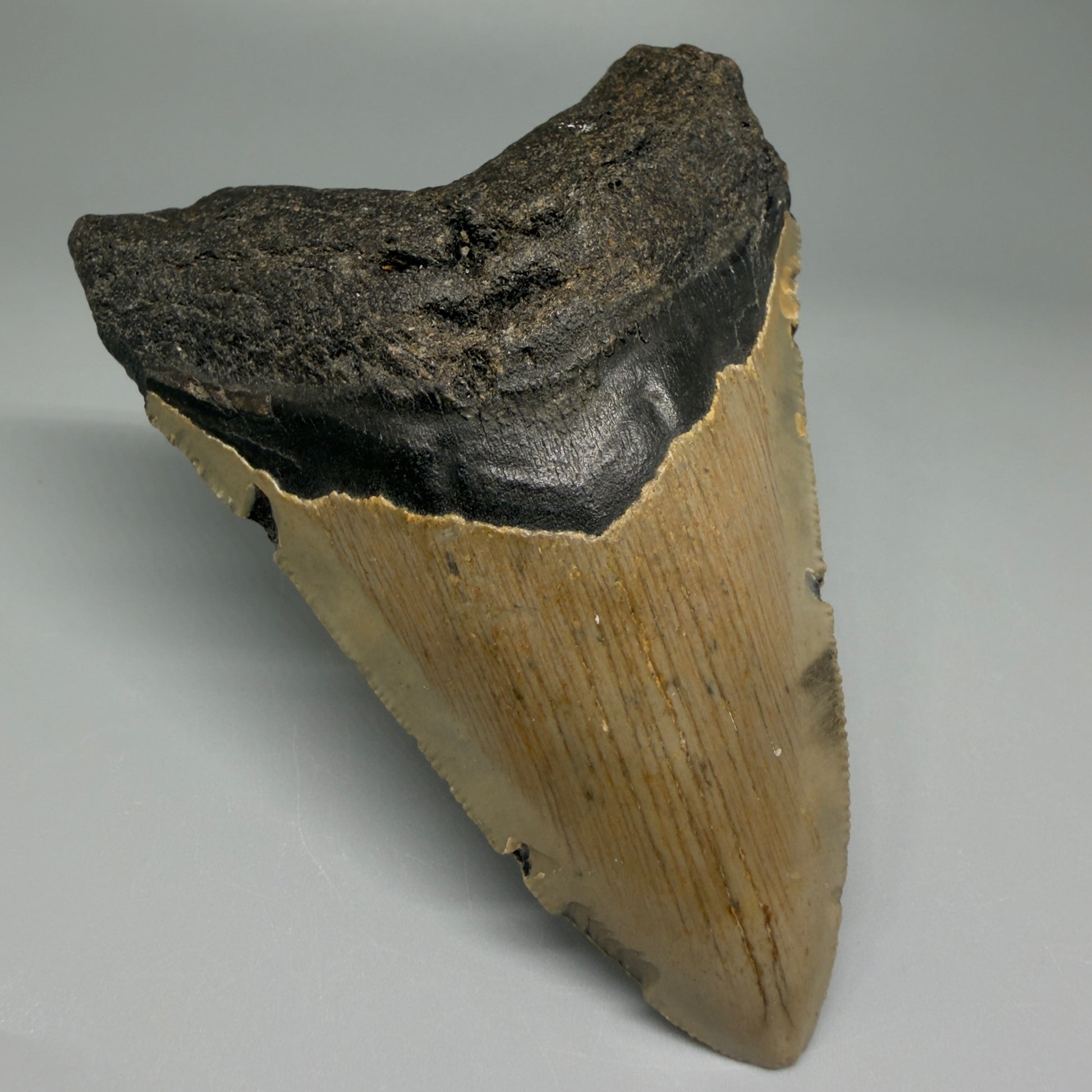 Front Left View Colorful 4.28" Authentic Megalodon Tooth – North Carolina Fossil | Carcharocles megalodon CM5469