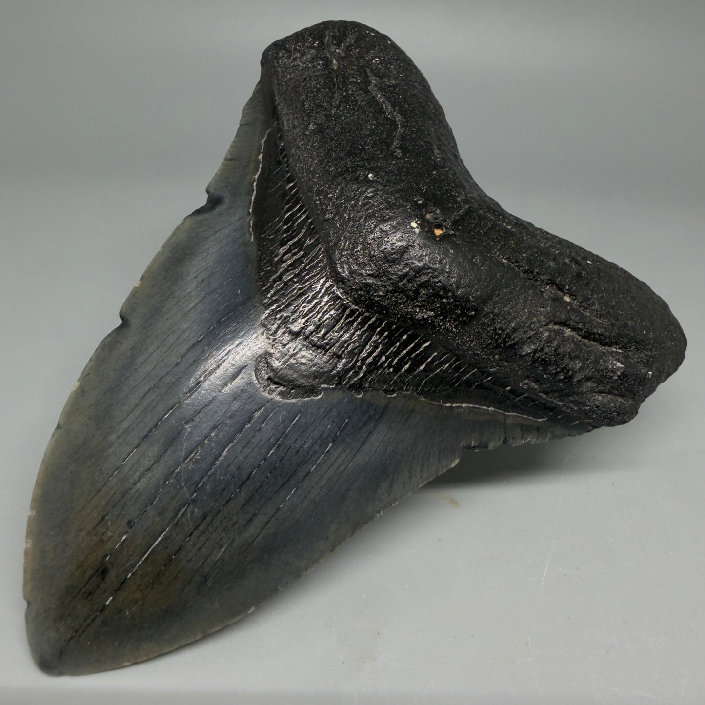 Front Right View Nice Looking 4.41" Megalodon Tooth from South Carolina CM6418