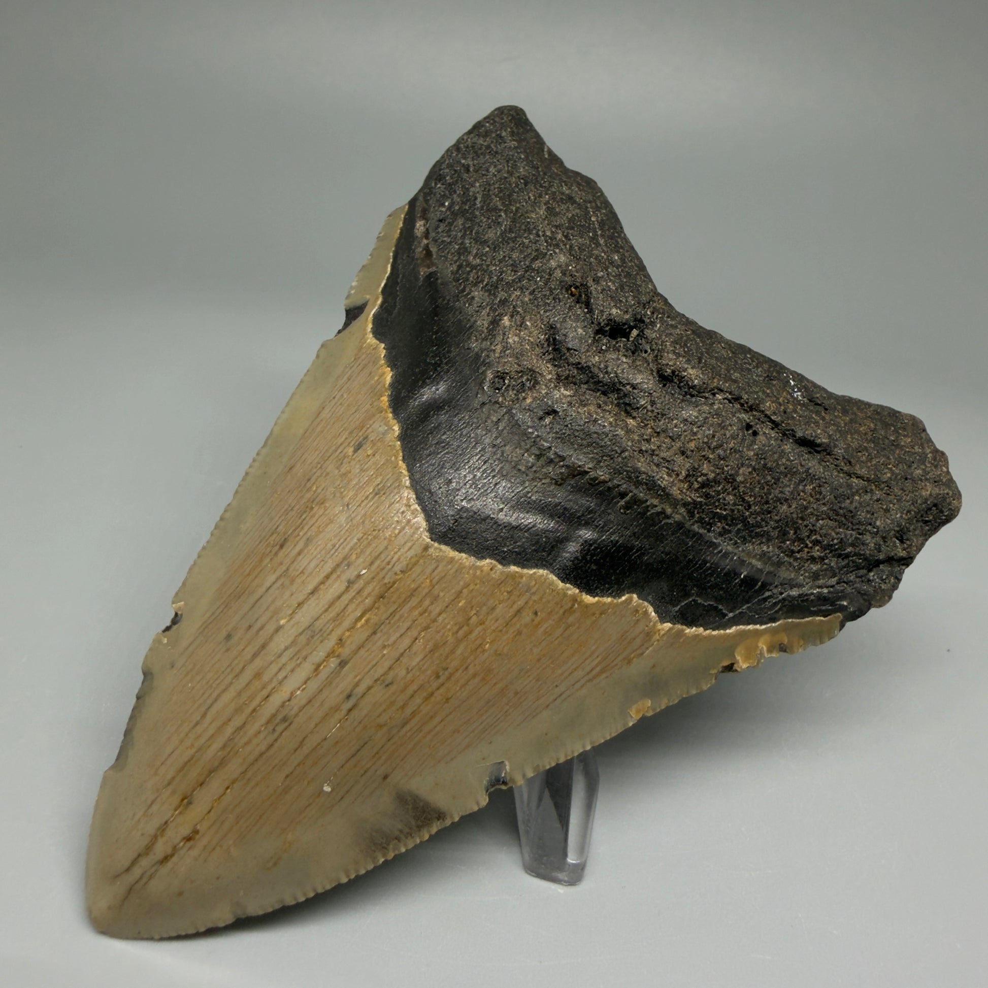 Front Right View Colorful 4.28" Authentic Megalodon Tooth – North Carolina Fossil | Carcharocles megalodon CM5469