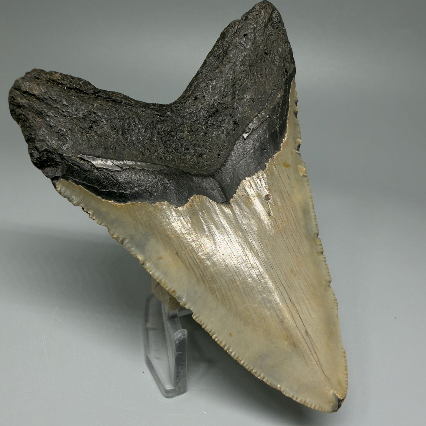 Back Left View Colorful 4.28" Authentic Megalodon Tooth – North Carolina Fossil | Carcharocles megalodon CM5469