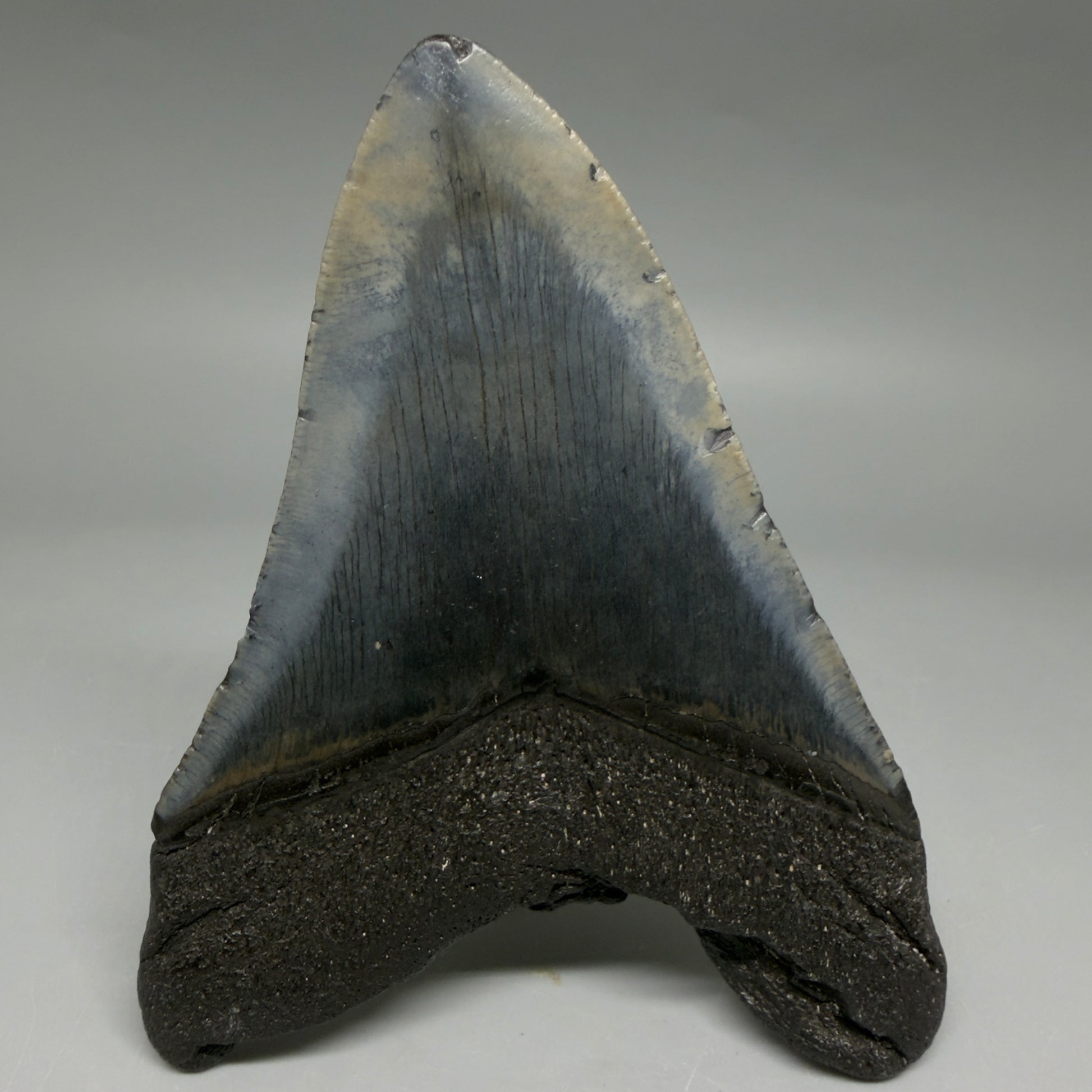 Back View Nice Looking, colorful 4.08" Megalodon Tooth from South Carolina CM6414