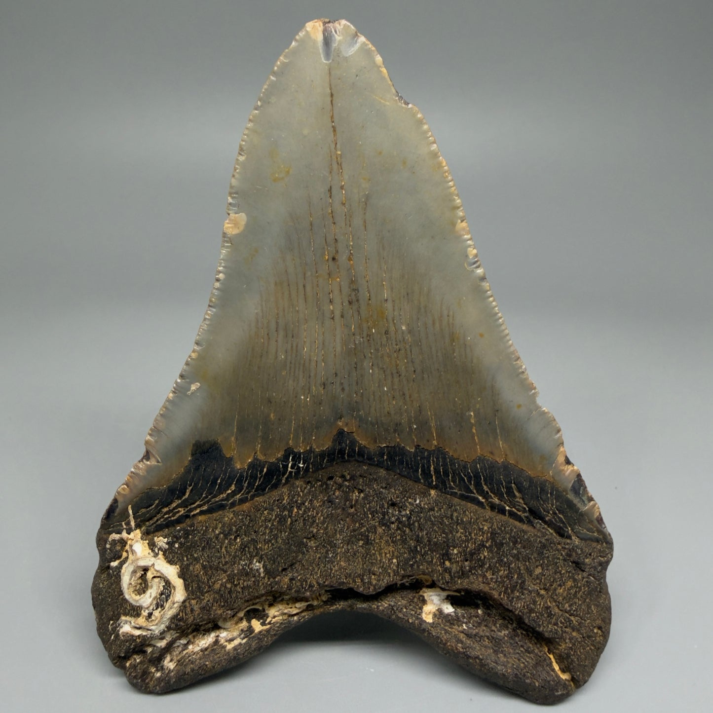Back View Colorful 4.36" Authentic Megalodon Tooth – North Carolina Fossil | Carcharocles megalodon CM5470