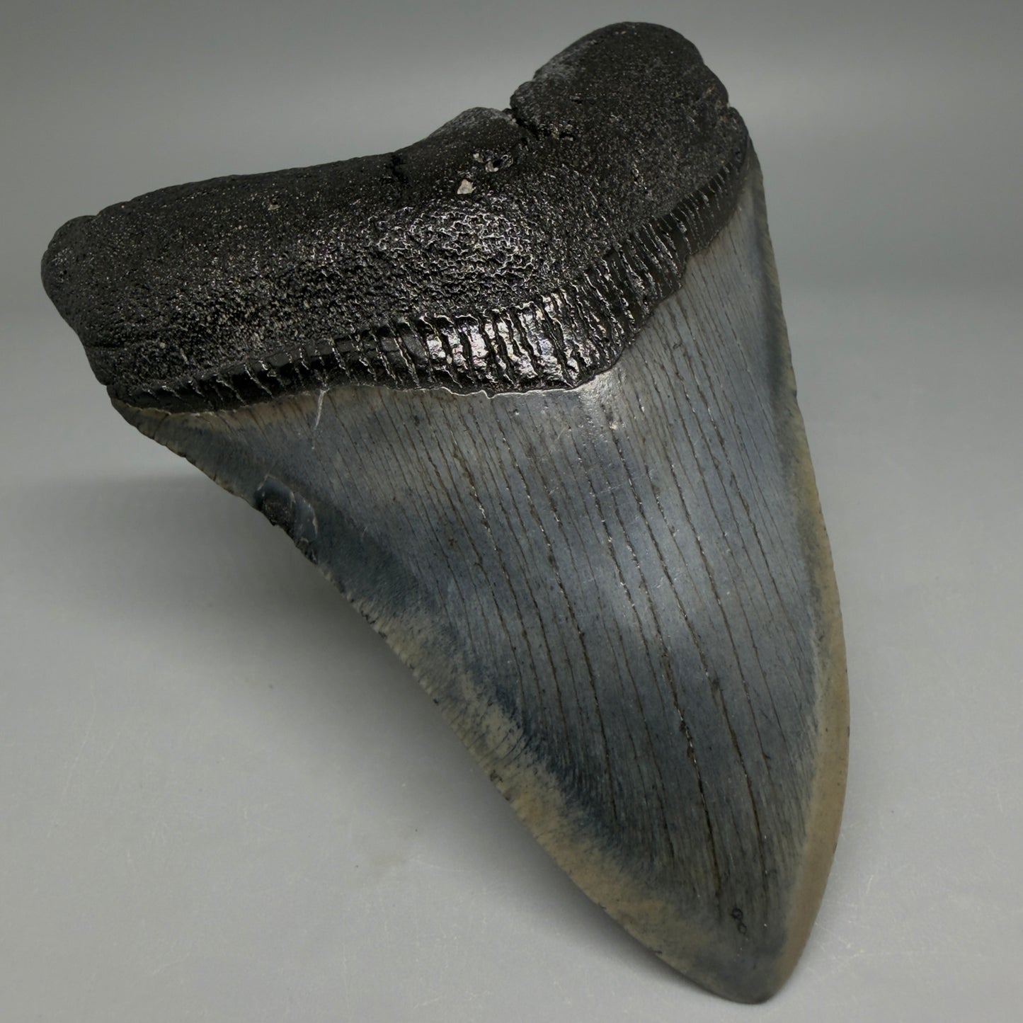 Front Left View Nice Looking, colorful 4.08" Megalodon Tooth from South Carolina CM6414