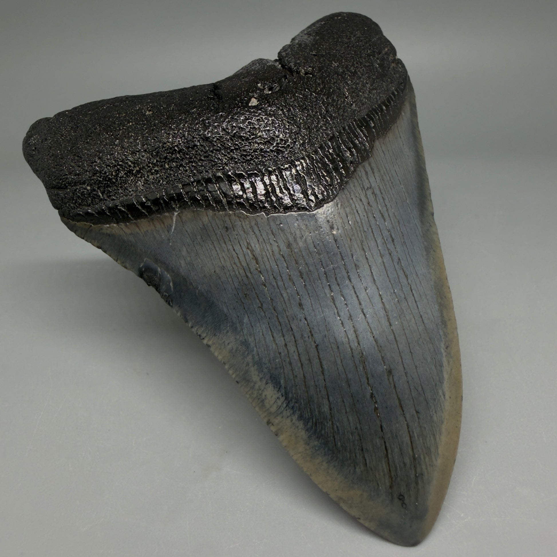 Front Left View Nice Looking, colorful 4.08" Megalodon Tooth from South Carolina CM6414
