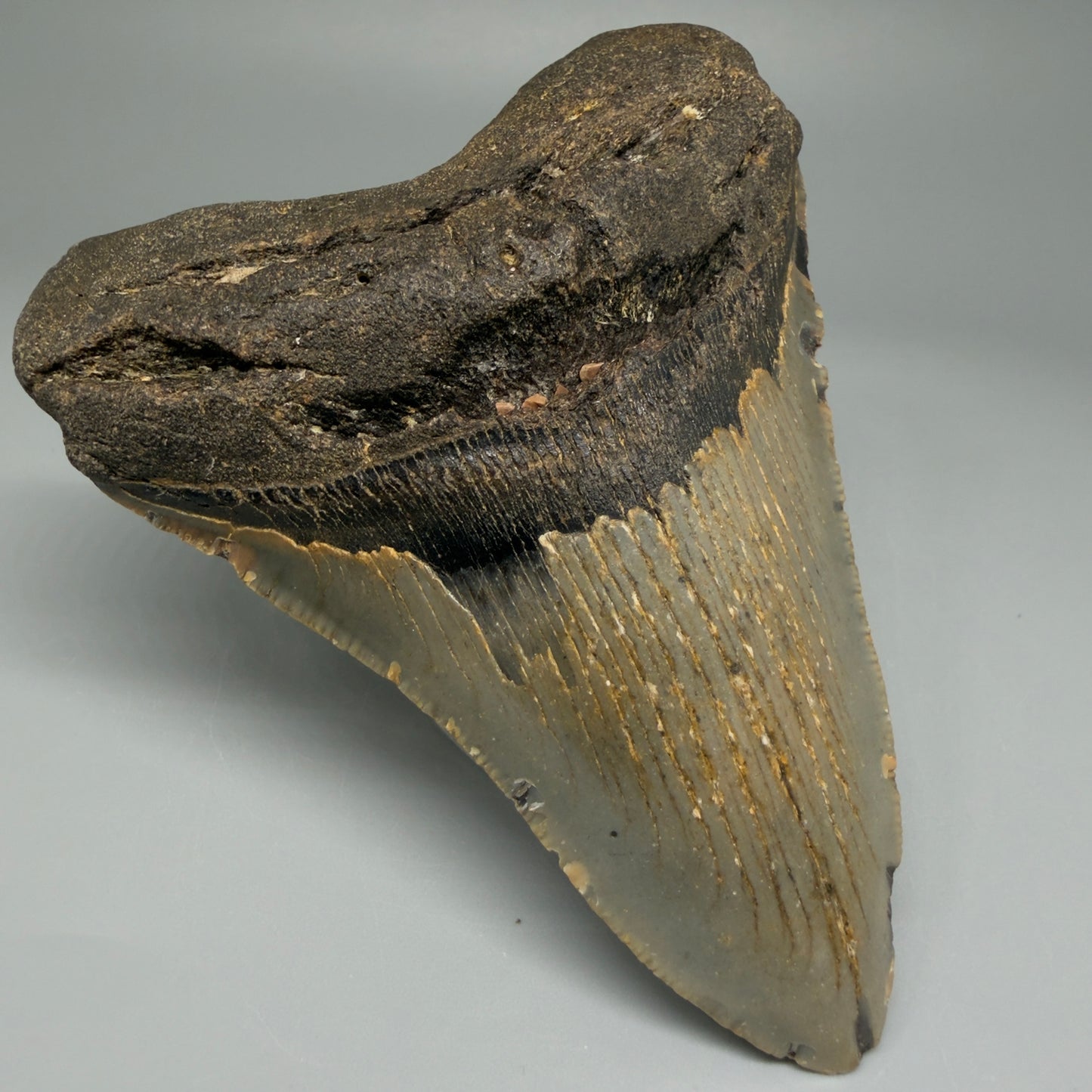 Front Left View Colorful 4.36" Authentic Megalodon Tooth – North Carolina Fossil | Carcharocles megalodon CM5470