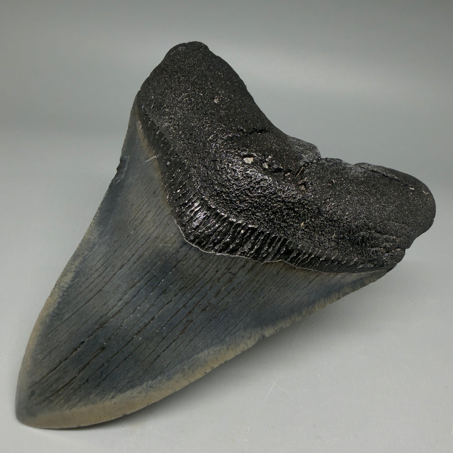 Front Right View Nice Looking, colorful 4.08" Megalodon Tooth from South Carolina CM6414