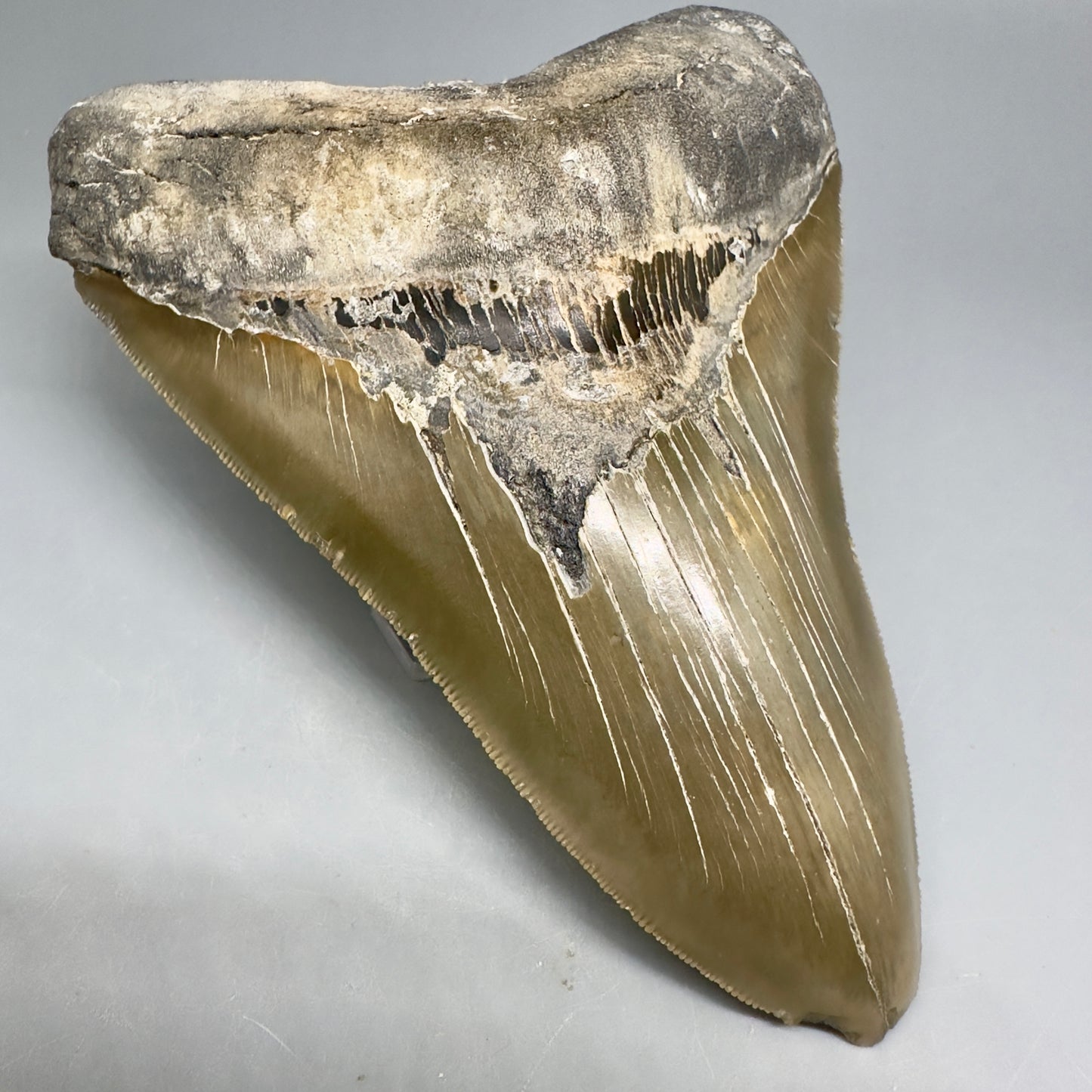 Green and orange 5.90" Fossil Megalodon Shark Tooth - North Carolina CM5033 - Front Left