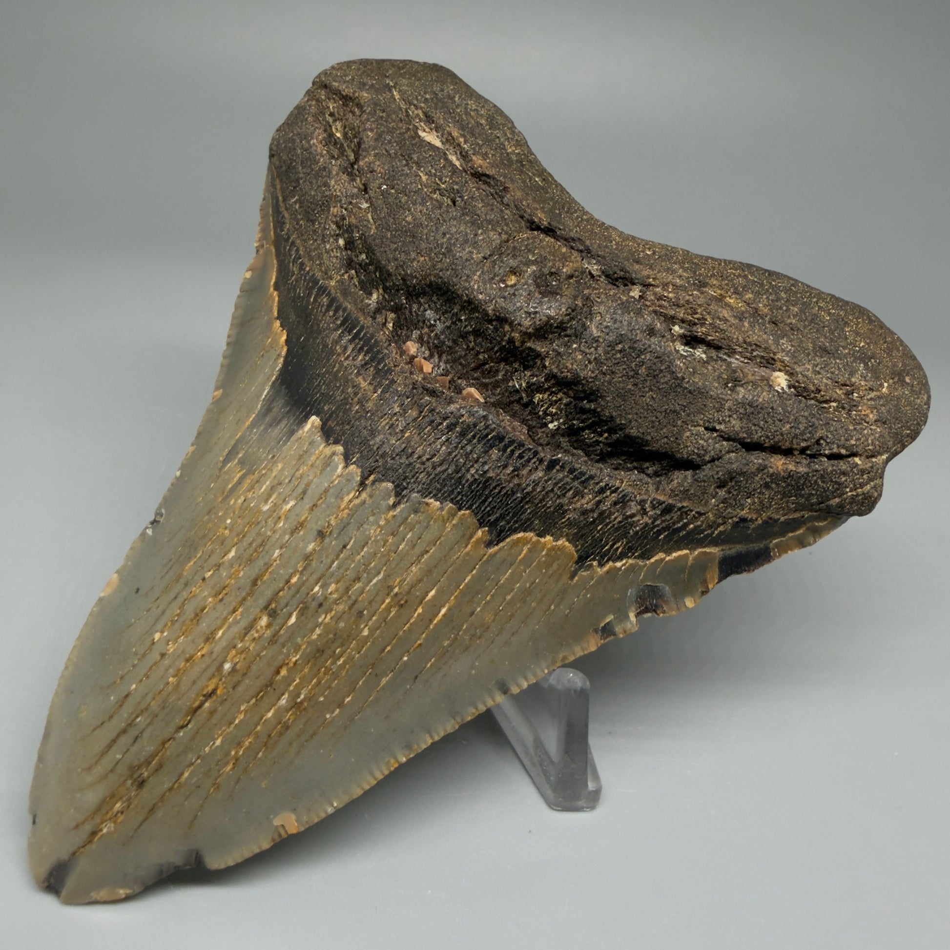 Front Right View Colorful 4.36" Authentic Megalodon Tooth – North Carolina Fossil | Carcharocles megalodon CM5470