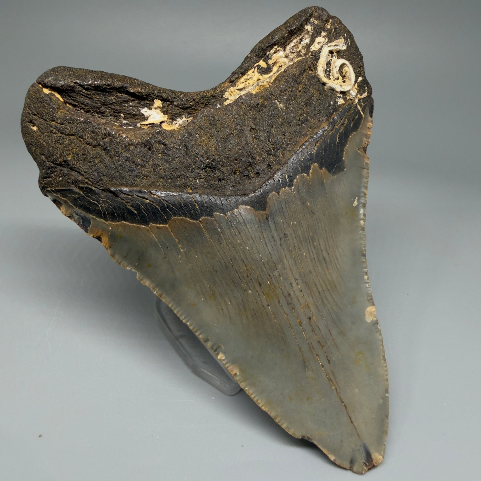 Back Left View Colorful 4.36" Authentic Megalodon Tooth – North Carolina Fossil | Carcharocles megalodon CM5470