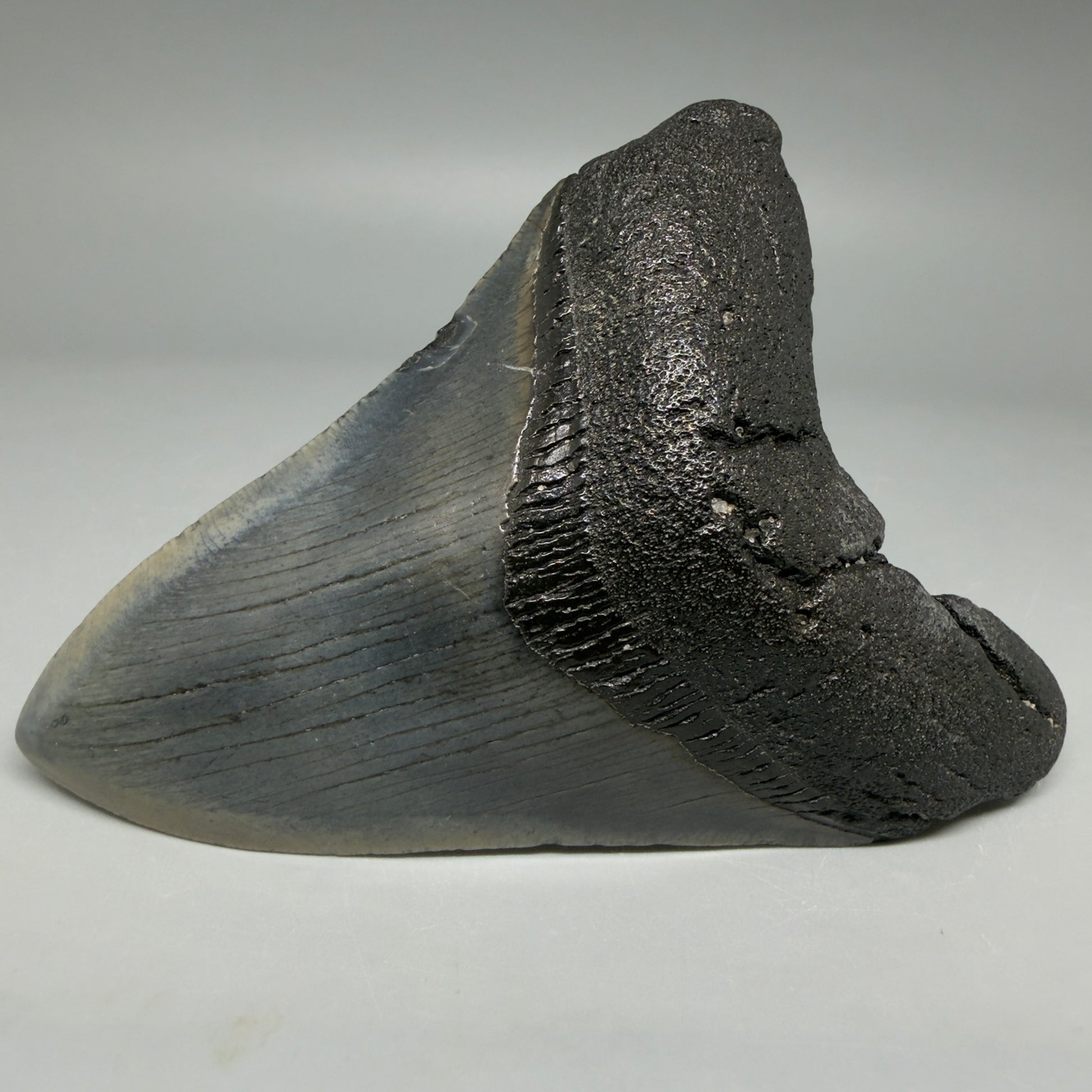 Front Right View  Nice Looking, colorful 4.08" Megalodon Tooth from South Carolina CM6414 - 1