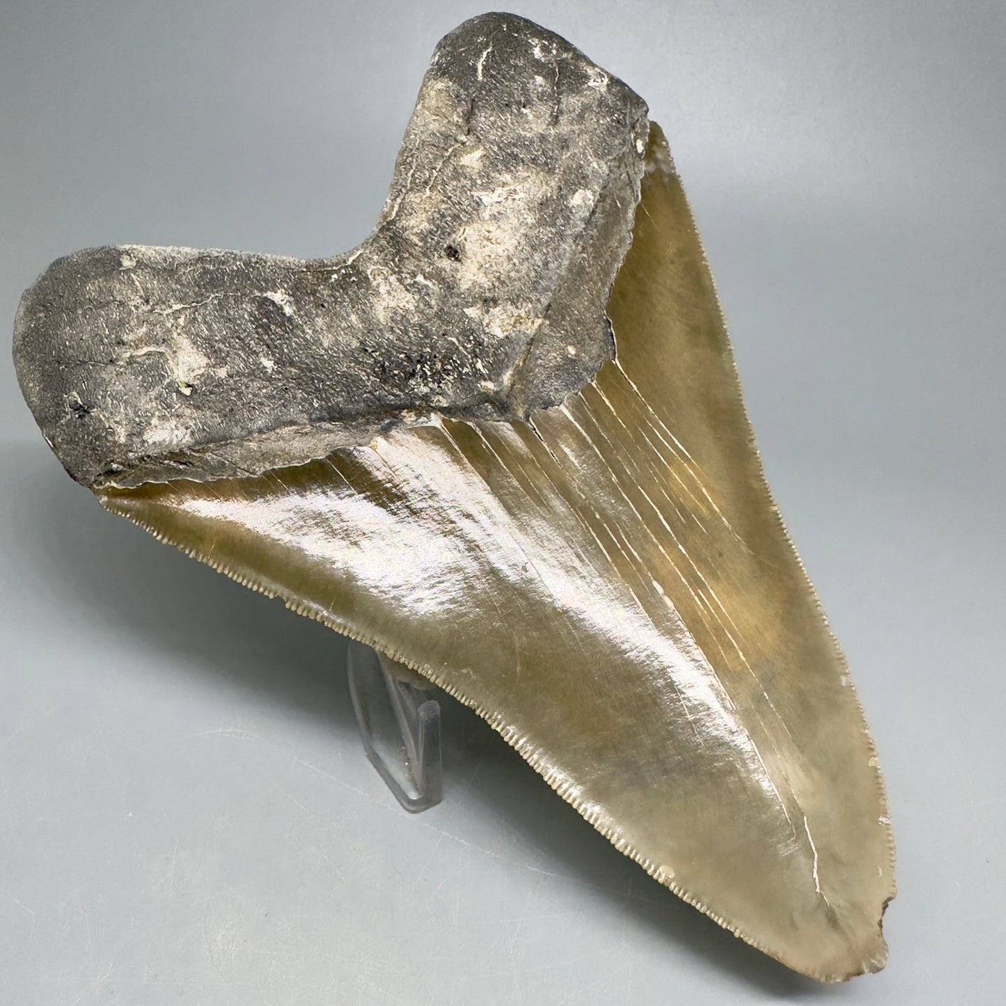 Green and orange 5.90" Fossil Megalodon Shark Tooth - North Carolina CM5033 - Back Left