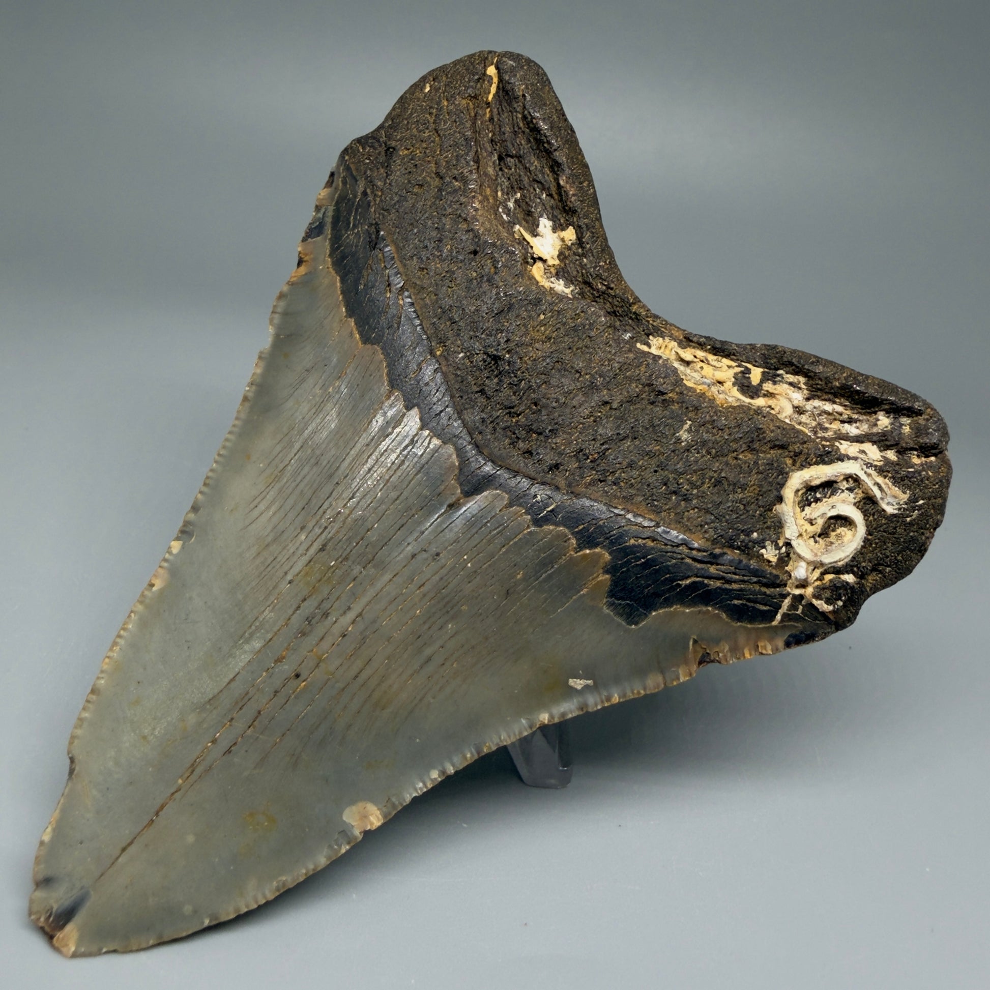 Back Right View Colorful 4.36" Authentic Megalodon Tooth – North Carolina Fossil | Carcharocles megalodon CM5470
