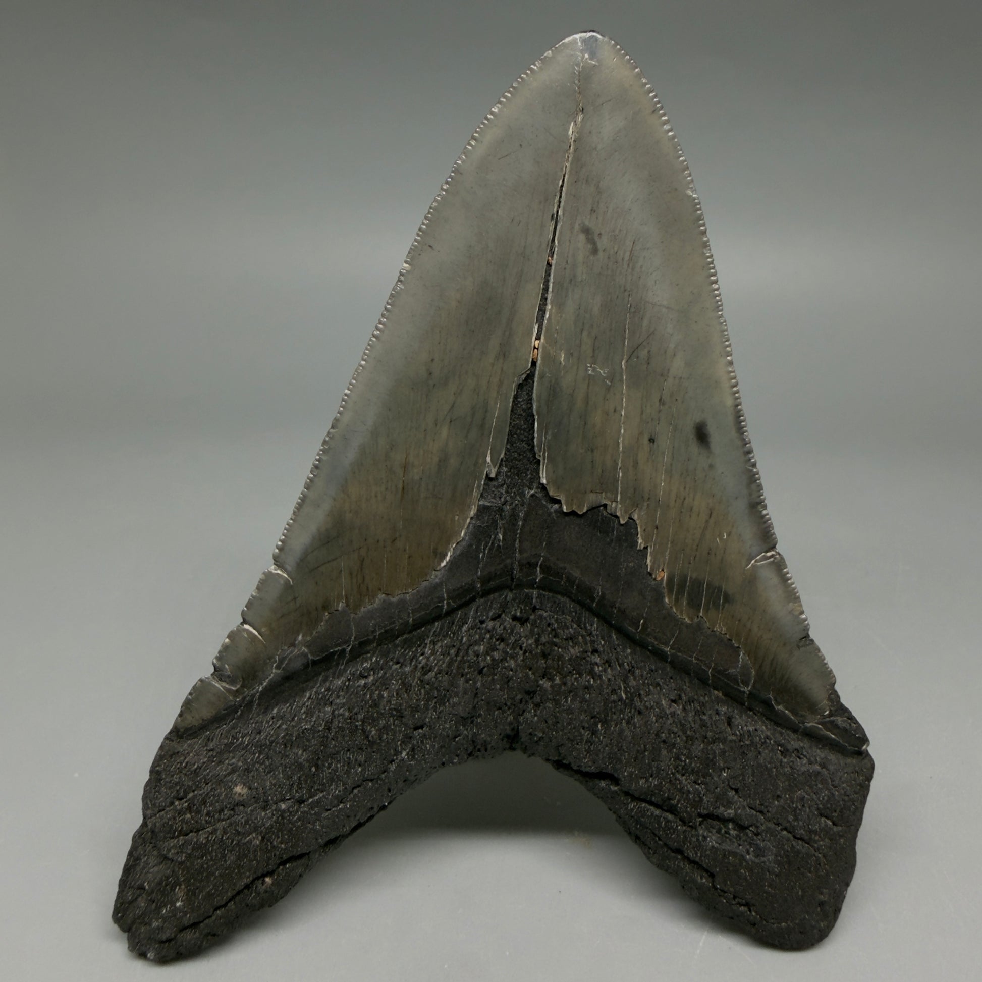 Back View Authentic Serrated 4.22" Megalodon Tooth from South Carolina – Great Shape CM6415