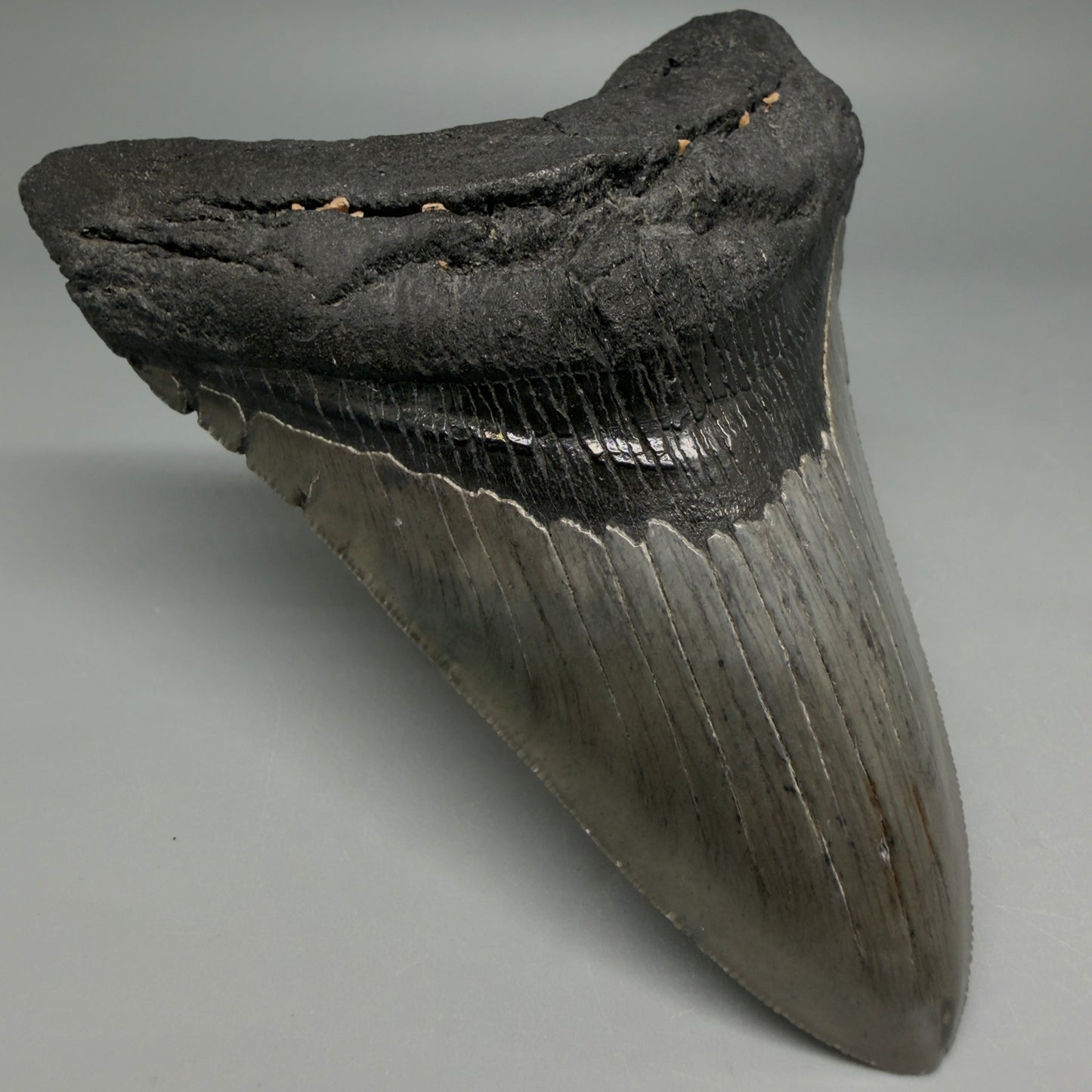 Front Left View Authentic Serrated 4.22" Megalodon Tooth from South Carolina – Great Shape CM6415