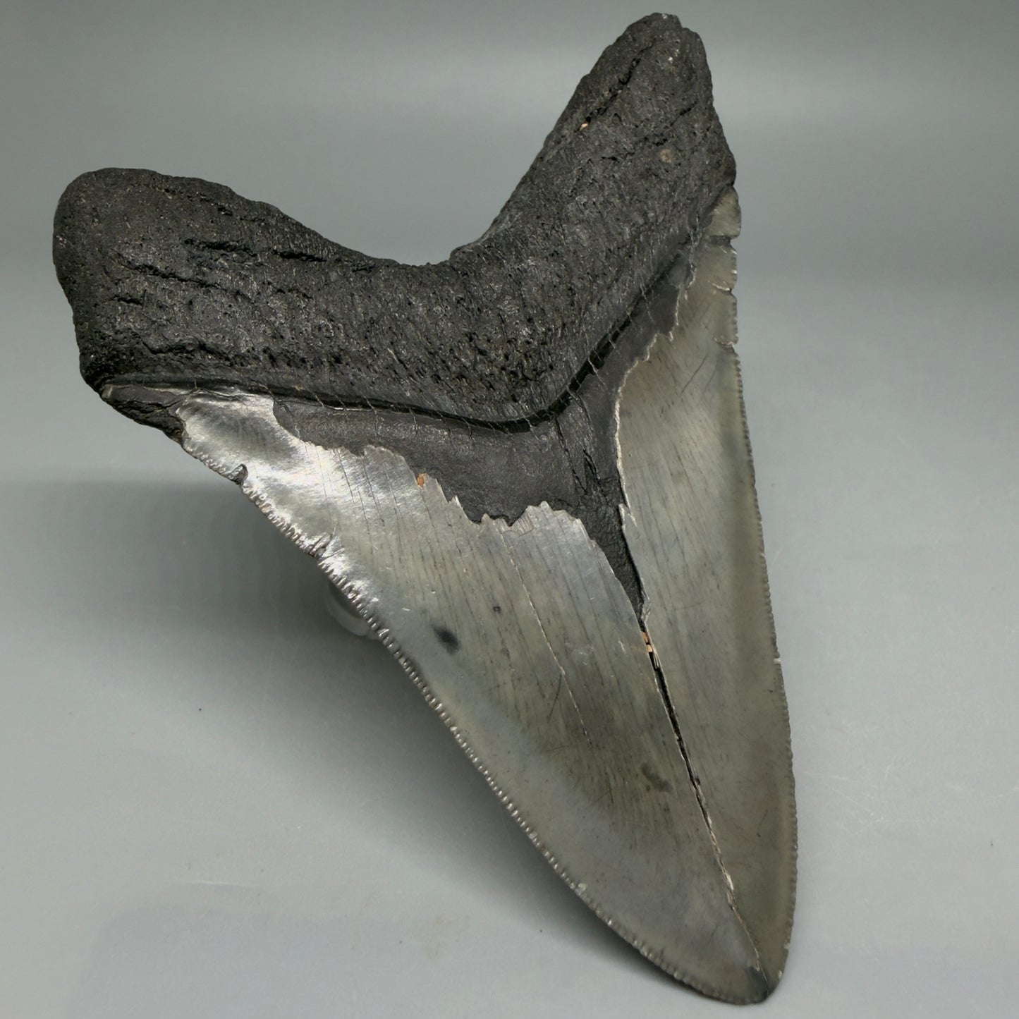 Back Left View Authentic Serrated 4.22" Megalodon Tooth from South Carolina – Great Shape CM6415