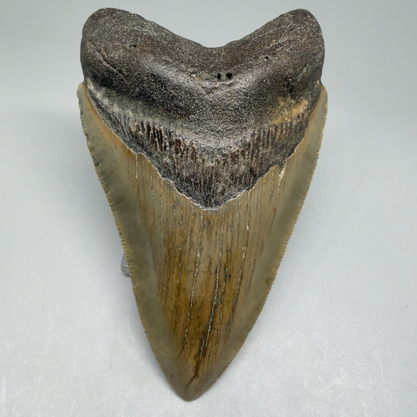 Front View Colorful 4.17" Authentic Megalodon Tooth – North Carolina Fossil | Carcharocles megalodon CM5473 - 1