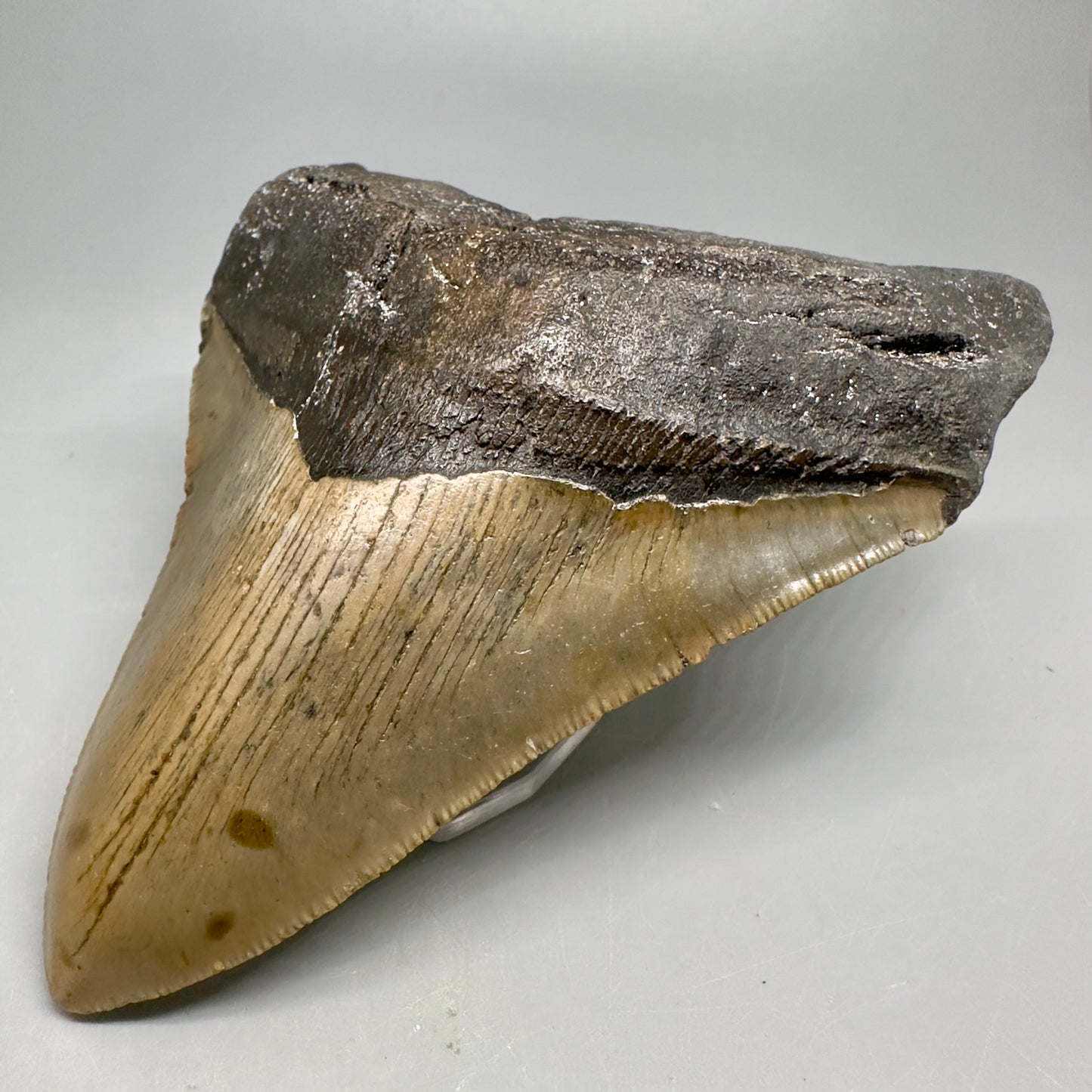 Colorful, wide 5.04" Fossil Megalodon Shark Tooth - Wilmington North Carolina