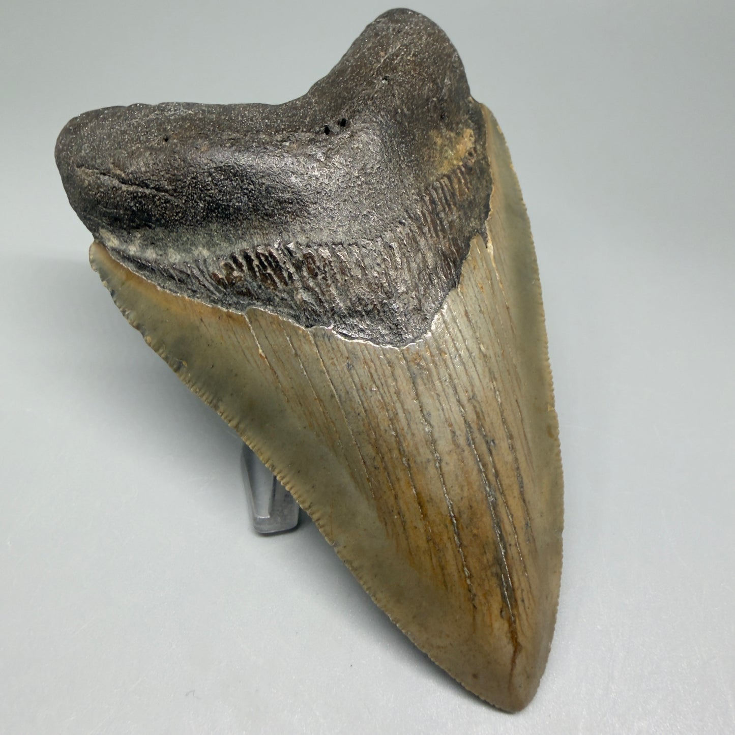Front Left View Colorful 4.17" Authentic Megalodon Tooth – North Carolina Fossil | Carcharocles megalodon CM5473