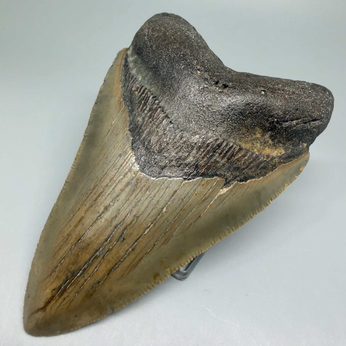 Front Right View Colorful 4.17" Authentic Megalodon Tooth – North Carolina Fossil | Carcharocles megalodon CM5473