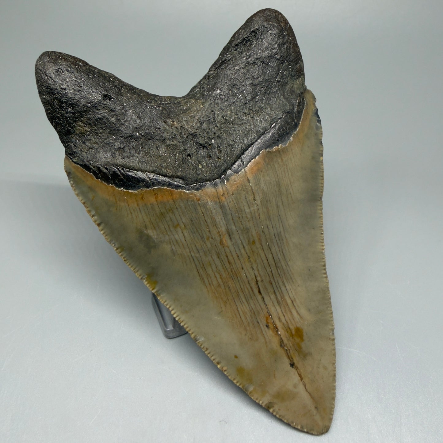 Back Left View Colorful 4.17" Authentic Megalodon Tooth – North Carolina Fossil | Carcharocles megalodon CM5473