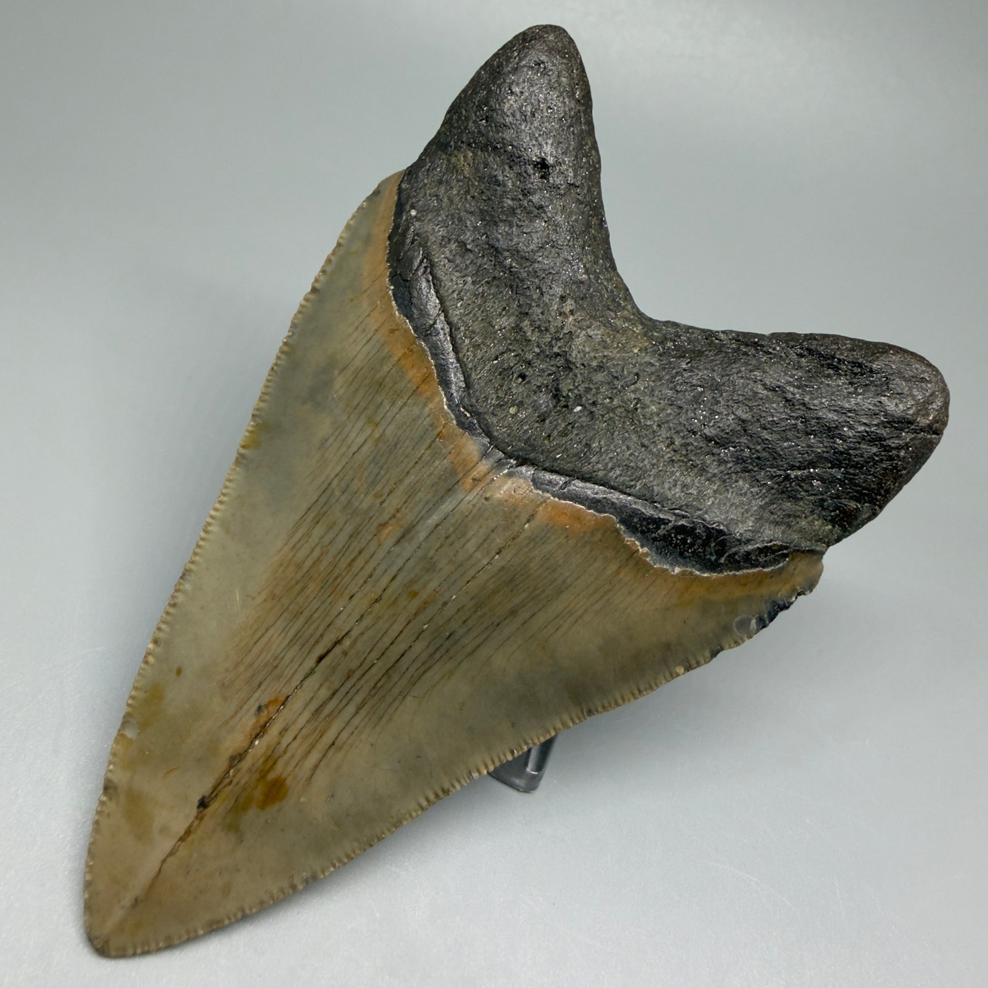 Back Right View Colorful 4.17" Authentic Megalodon Tooth – North Carolina Fossil | Carcharocles megalodon CM5473