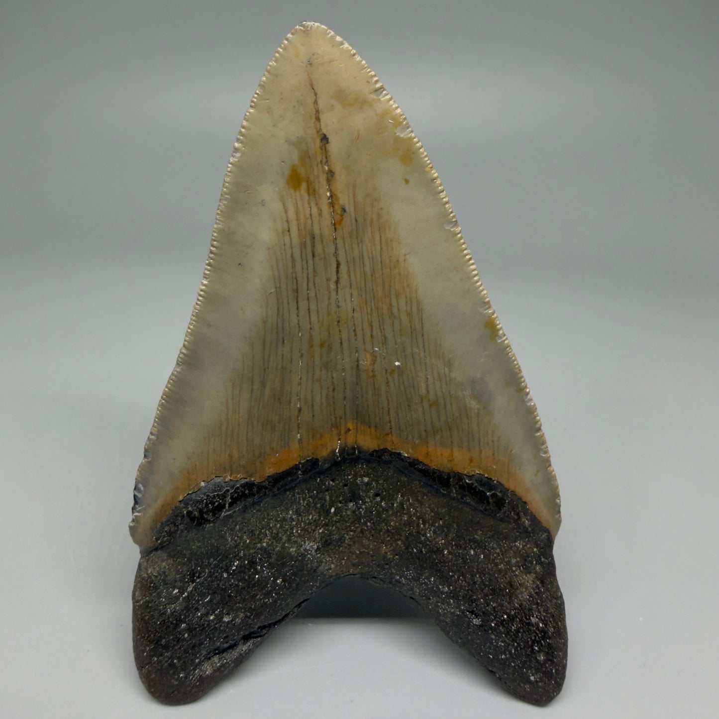 Back View Colorful 4.17" Authentic Megalodon Tooth – North Carolina Fossil | Carcharocles megalodon CM5473