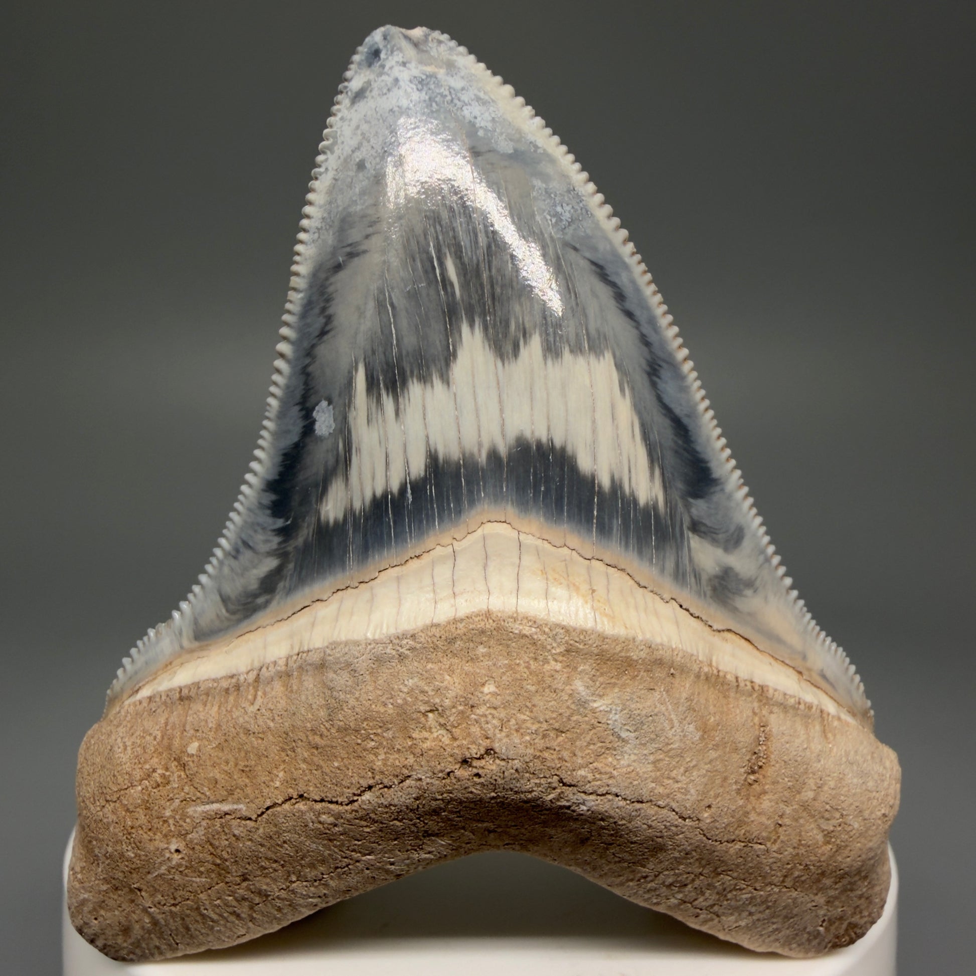 Front View Exquisite, colorful 2.57" Chubutensis Shark Tooth from Bone Valley, FL - 2