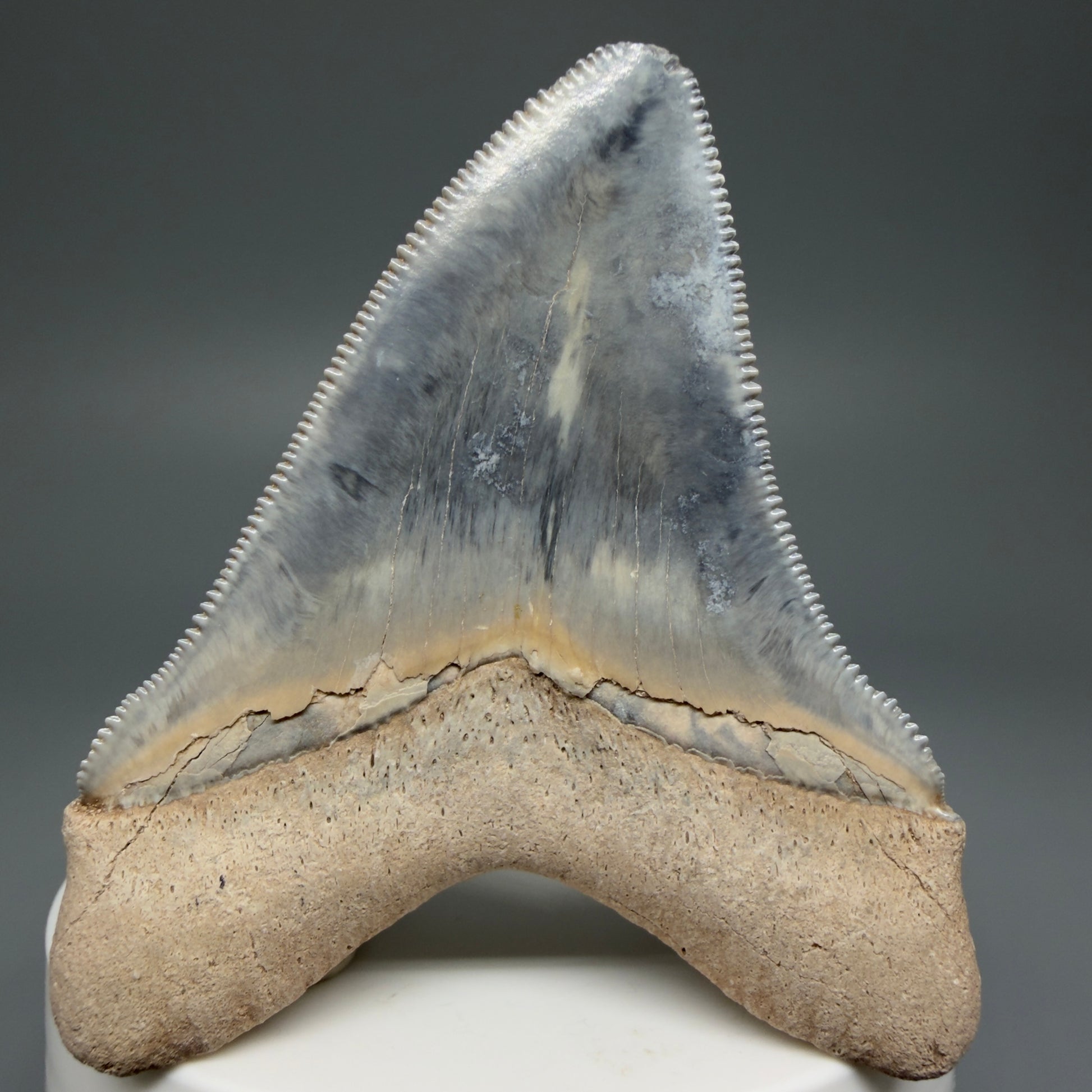 Back View Exquisite, colorful 2.57" Chubutensis Shark Tooth from Bone Valley, FL